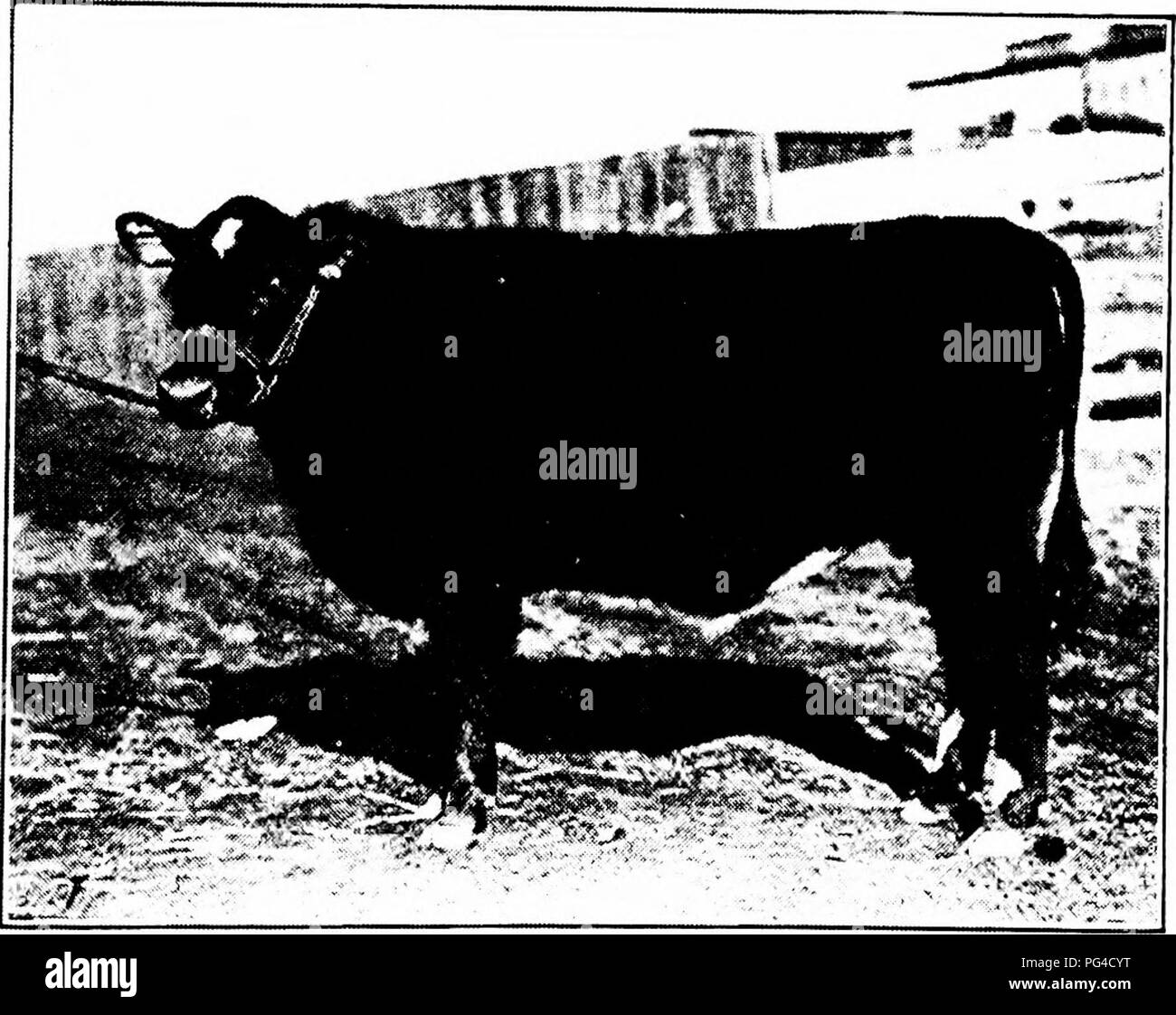 Aberdeen angus beef Black and White Stock Photos & Images - Alamy