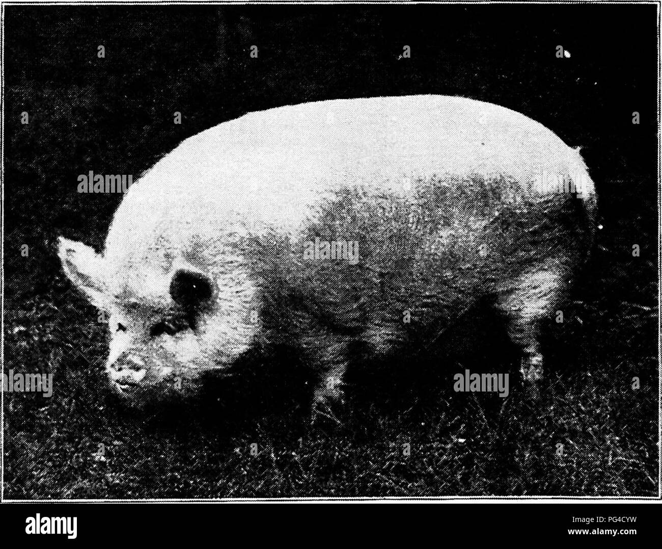 Swine A Book For Students And Farmers Swine Small White Boar Winner Of First Prize At The English Royal Show 1905 Exhibited By Hon D P Eouverie Courtesy Wm