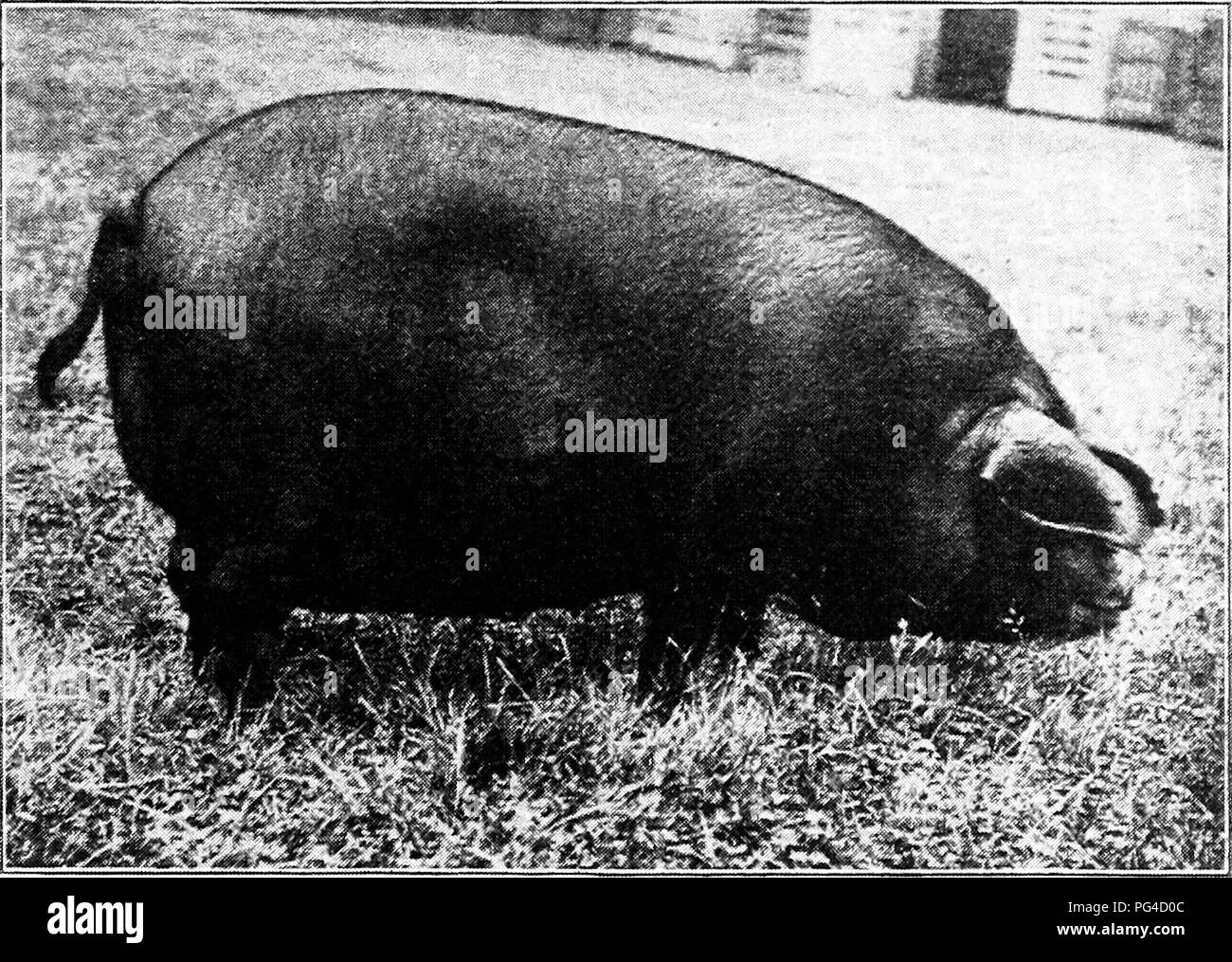 . Swine : a book for students and farmers . Swine. Large Black boar, winner of first prize and championship at tlie English Royal Show, 1905. Exhibited by C. F. Marriner. (Courtesy of Wm. Cooper &amp; Nephews, Berkhamsted, Eng.). Large Black sow, winner of first prize at the English Royal Show, 1905. Exhibited by C. F. Marriner. (Courtesy Wm. Cooper &amp; Nephews, Berkham- sted, Eng.). Please note that these images are extracted from scanned page images that may have been digitally enhanced for readability - coloration and appearance of these illustrations may not perfectly resemble the origin Stock Photo