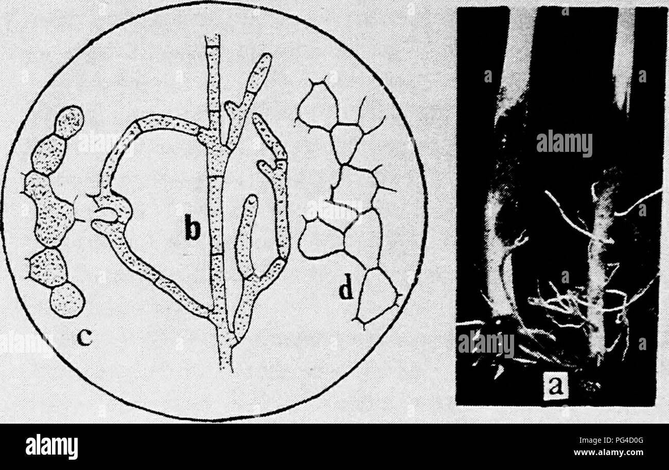 . Diseases of truck crops and their control . Vegetables. Fig. 6. Rhizoctonia. a. Rhizoctonia cankers on stems of young bean plants, 6. young growing hyphas of Rhizoctonia, c. young barrel shaped cells which compose the sclerotia of Rhizoc- tonia, d. older and empty barrel shaped cells of sclerotia (a. to d. after Peltier).. Please note that these images are extracted from scanned page images that may have been digitally enhanced for readability - coloration and appearance of these illustrations may not perfectly resemble the original work.. Taubenhaus, Jacob Joseph, 1884-1937. New York : E. P Stock Photo