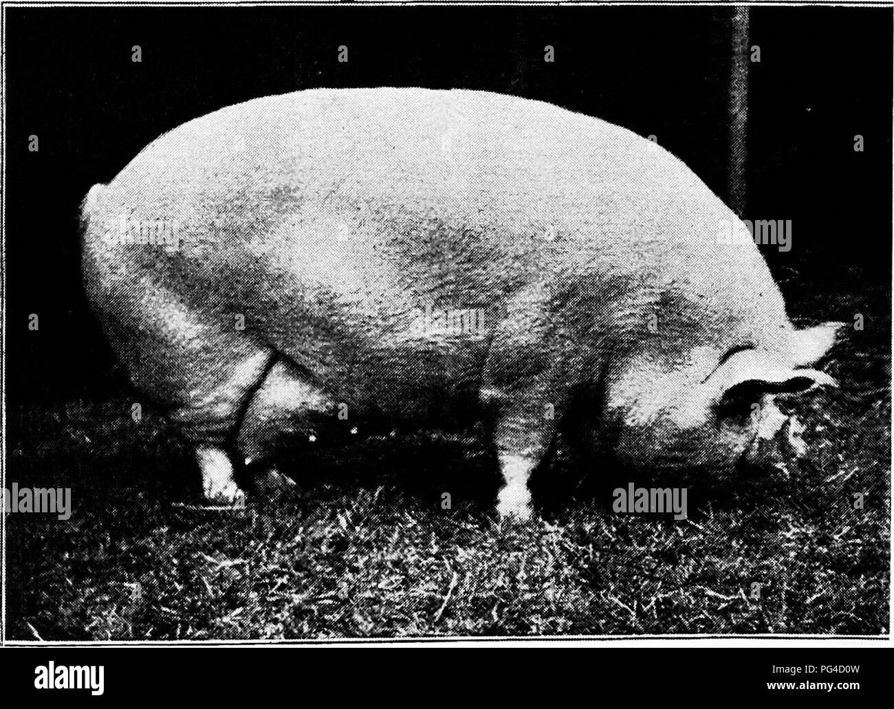 . Swine : a book for students and farmers . Swine. Middle White boar, winner of first prize and championship at the English Royal Show, 1905. Exhibited by Sir Gilbert Greenall, Bart. (Courtesy Wm. Cooper &amp; Nephews, Berkhamsted, Eng.). Middle White sow, winner of first prize at the English Royal Show, 1905. Exliihiteil by Sir Gilbert Grefnall, Bart. The illustrations on this page bring out the Middle  h-te type very clearly. (Courtesy Wm. Cooper &amp; Nephews, Berkhamsted, Eng.). Please note that these images are extracted from scanned page images that may have been digitally enhanced for Stock Photo