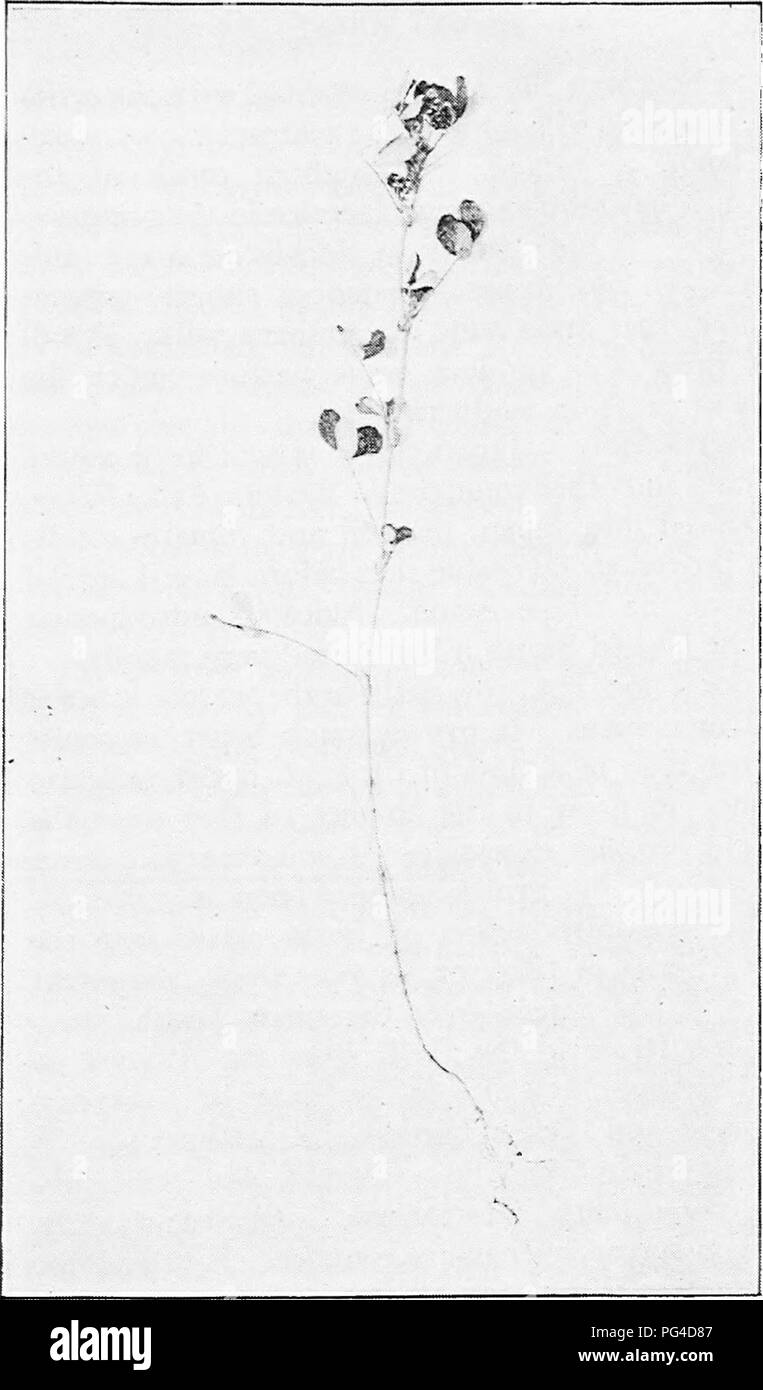 . Clovers and how to grow them . Clover. Fig. 8, Japan Clover {Lespedeza striata} (^0 Tennessee Experiment StadoQ. Please note that these images are extracted from scanned page images that may have been digitally enhanced for readability - coloration and appearance of these illustrations may not perfectly resemble the original work.. Shaw, Thomas, 1843-1918. New York : Orange Judd Company Stock Photo