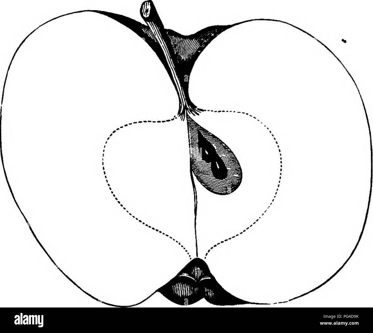 . American pomology : apples . Apples. 474 DESCBIPnONS OF APPLES. mostly shaded with crimson, sprinkled with gray or green- ish dots; Stalk short, inserted into a large cavity surround- ed by russet; Calyx open, set in a deep, irregular basin; Flesh rich, pleasant, vinous, almost saccharine.&quot; — [Downing. Spice Siireeting. The specimens described were from Mr. Warren, of Massachusetts. Others, found in Ohio and Bliaois under this name, have a deep, abrupt basin, large or long eye, and yellow flesh; they must be different fruits. An old variety; Tree vigorous, productive. Fruit full medium  Stock Photo