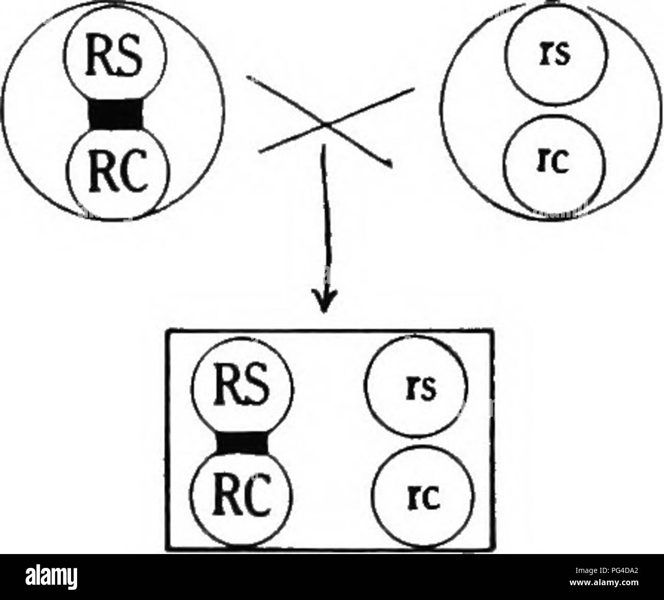 This work explores the application of Mendel's laws in plant genetics ...