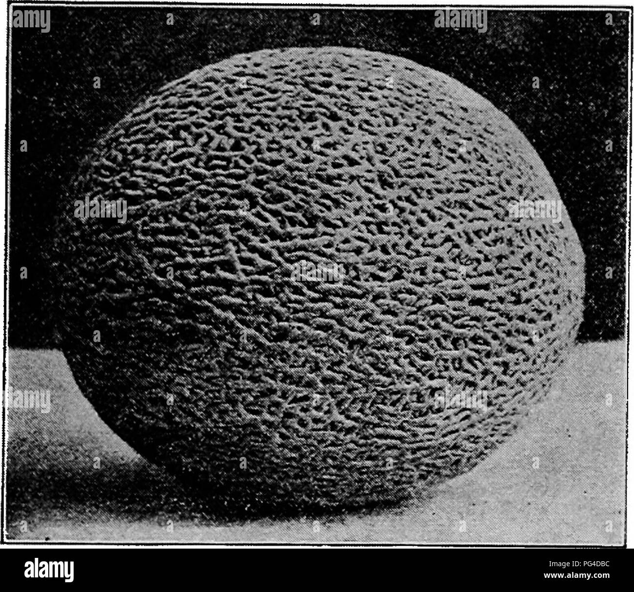 Melon in netting Black and White Stock Photos & Images Alamy