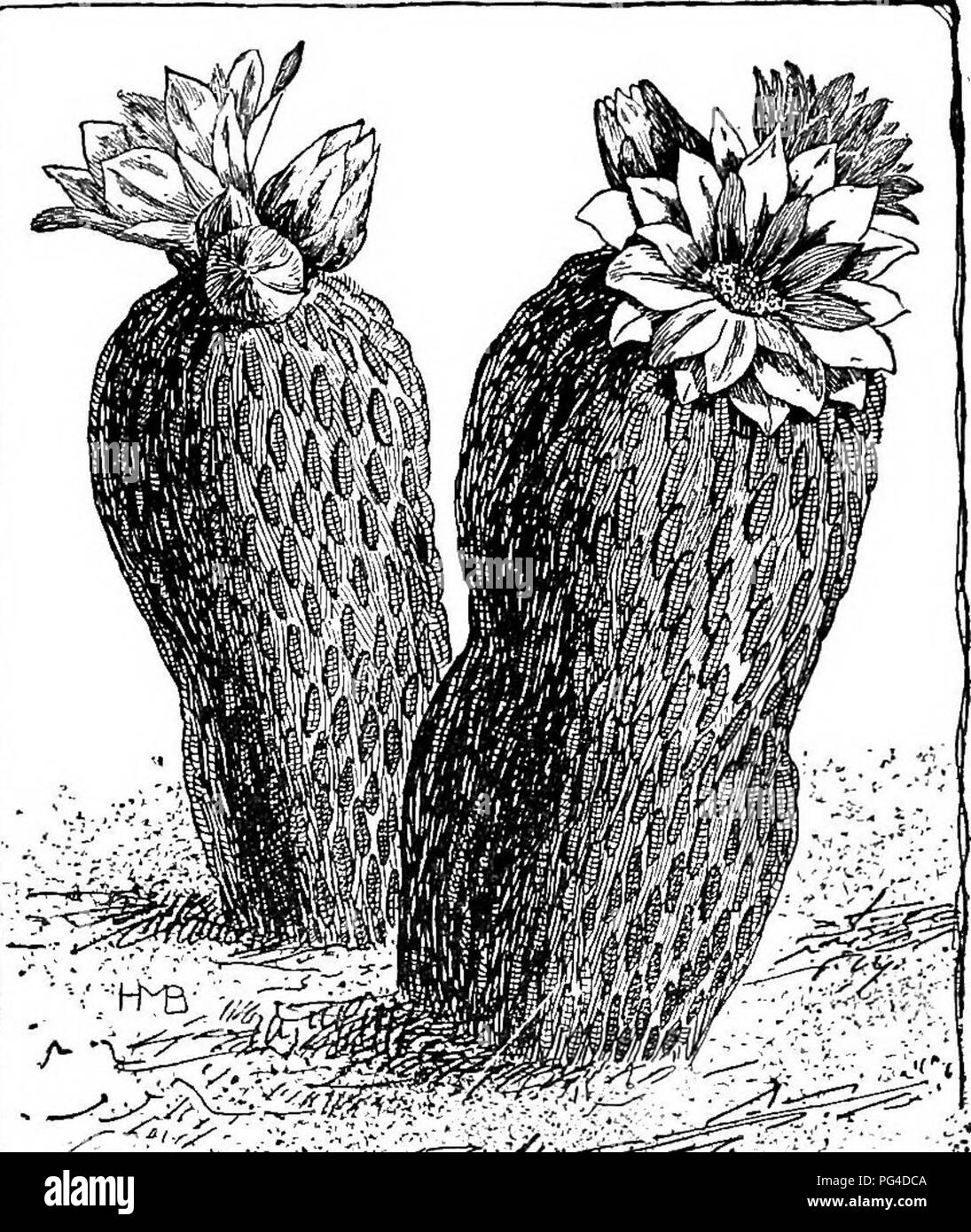 . Cyclopedia of American horticulture, comprising suggestions for cultivation of horticultural plants, descriptions of the species of fruits, vegetables, flowers, and ornamental plants sold in the United States and Canada, together with geographical and biographical sketches. Gardening. 302. Showine the remarkable condensation of the plant body in a cactus—Mamillaria micromeris. CACALI6PSIS (Cacaiia-Hfce). Comp6sitm. One spe- cies, with discoid, very many-ild. heads of perfect yel- low florets, and palmate Ivs. Narddsmia, Gray. Strong perennial, 1-2 ft. high, loose, woolly, but becoming nearly Stock Photo