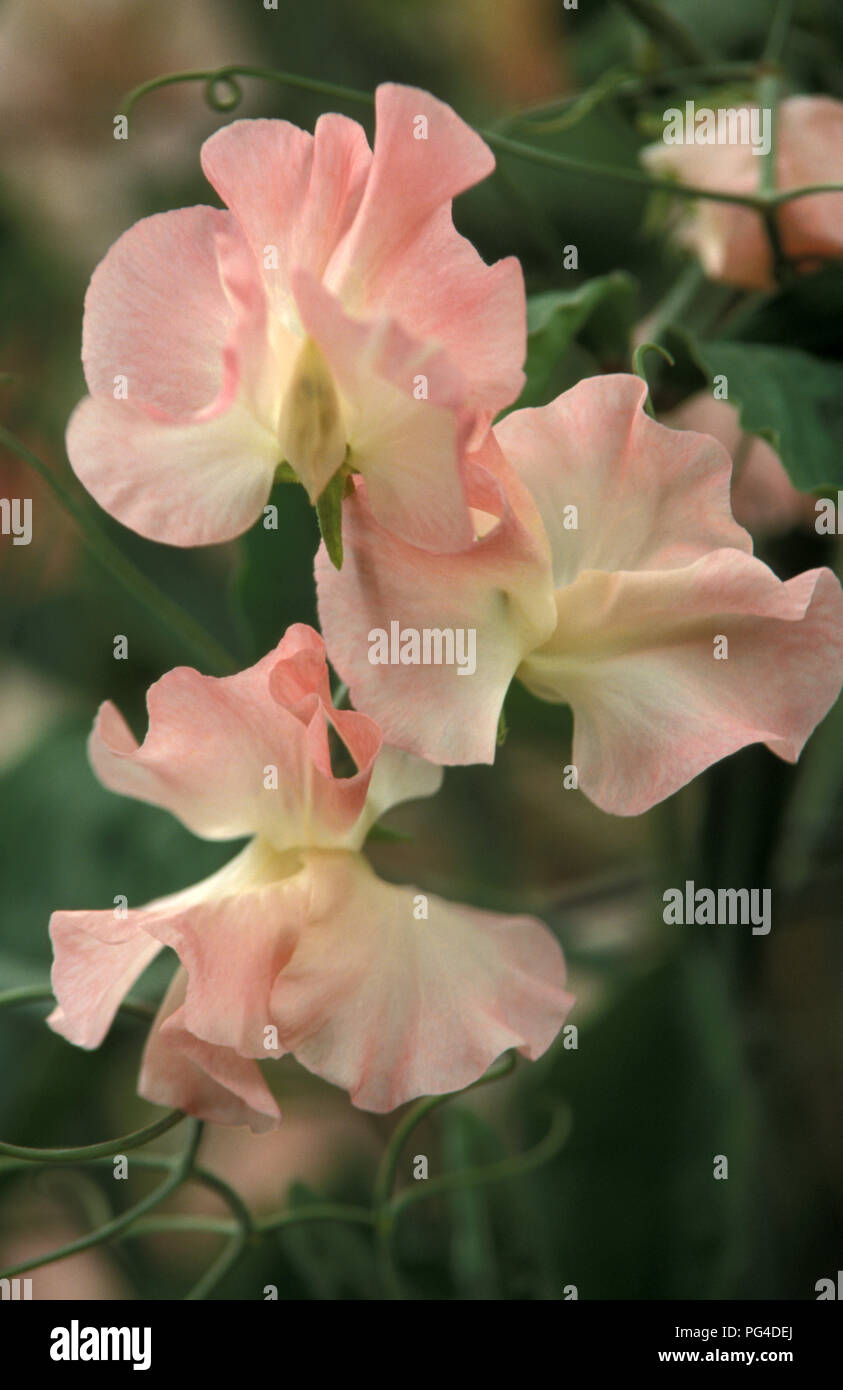Sweet pea emma hi-res stock photography and images - Alamy