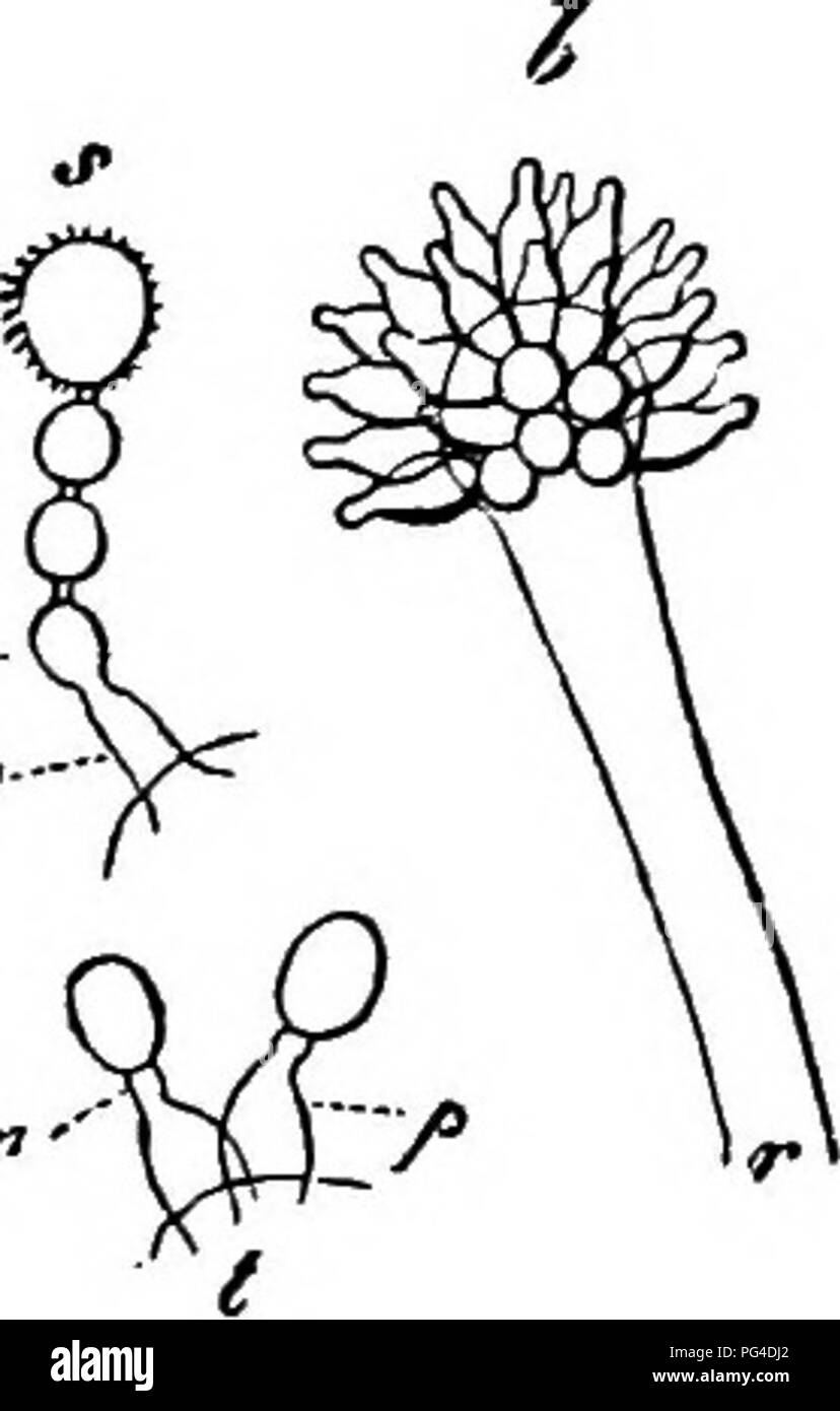 . Comparative morphology and biology of the fungi, mycetozoa and bacteria . Plant morphology; Fungi; Myxomycetes; Bacteriology. FIG. 35. a Cysteptts Portulacae; nt mycelial branch bearing two basidia which are producing gonidia byabjunction; the figure is explained in the text. * Eurolium Asptrgillus gtaucus; r extremity of a sporopbore covered with radiating sterigmata, on which the formation of spores is just beginning, s and / isolated portions showing smgle sterigmata^ with their spores; « youngest spore of a chaiiL a magn. 390, the rest 300 times.. Please note that these images are extrac Stock Photo