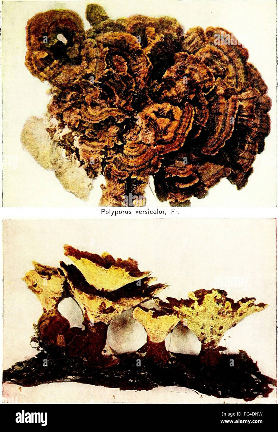 . The mushroom book. A popular guide to the identification and study of our commoner Fungi, with special emphasis on the edible varieties. Mushrooms; Cookery (Mushrooms); cbk. Polyporus circinatus, Fr. See page I I 3.. Please note that these images are extracted from scanned page images that may have been digitally enhanced for readability - coloration and appearance of these illustrations may not perfectly resemble the original work.. Marshall, Nina L. (Nina Lovering). New York, Doubleday, Page &amp; Co. Stock Photo