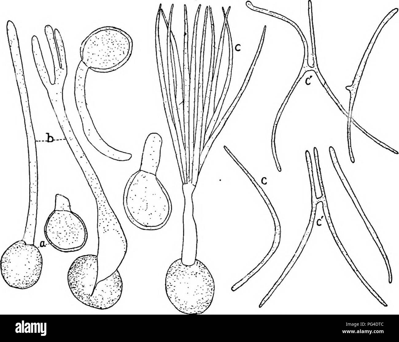 . A text-book of mycology and plant pathology . Plant diseases; Fungi in agriculture; Plant diseases; Fungi. DETAILED ACCOUNT OF SPECIFIC PLANT DISEASES 561 extent by chilly nights with alternating warm days. Cluster cups that originate from spores produced on the wheat plant, develop aecio- spores, which will infect only wheat plants. If it should happen that these aeciospores are blown to rye, oats, barley and rye, no infection takes place, so that the same specialization of spores form is noticeable here as with the uredospores. In America, the barberry shrubs are extremely rare and to acco Stock Photo
