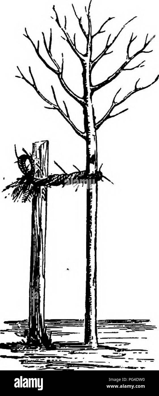 American pomology : apples . Apples. PEKPARATION OF SOIL FOE OECHARD. 223  instead of passing over the trees. Here are reasons enough for the use of  stakes, but tying the trees