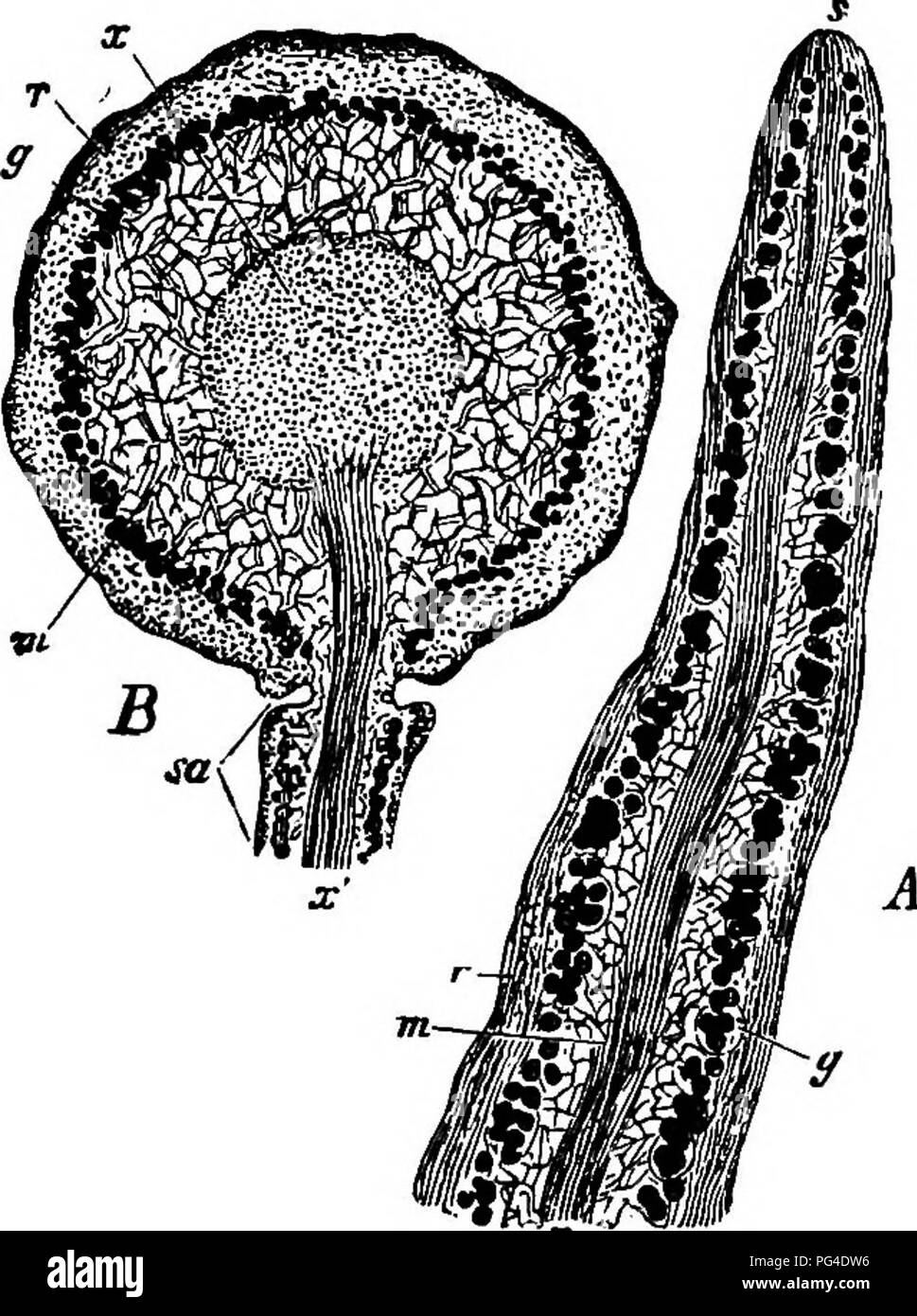 . Comparative morphology and biology of the fungi, mycetozoa and bacteria . Plant morphology; Fungi; Myxomycetes; Bacteriology. 402 DIVISION III.—MODE OF LIFE OF THE FUNGI. thCTcfore be separated from it without much injury; and the crttstaceous (thallus crustaceus, lepodes), a flat crust on or in the substratum and adhering firmly to it at least by its whole under surface, so that it cannot be separated from it without injury. The genera Cladonia and Stereocaulon are peculiar, having shrub-like formations (podetia) rising from scaly or granular foliaceous bodies (the thallus or protothallus o Stock Photo