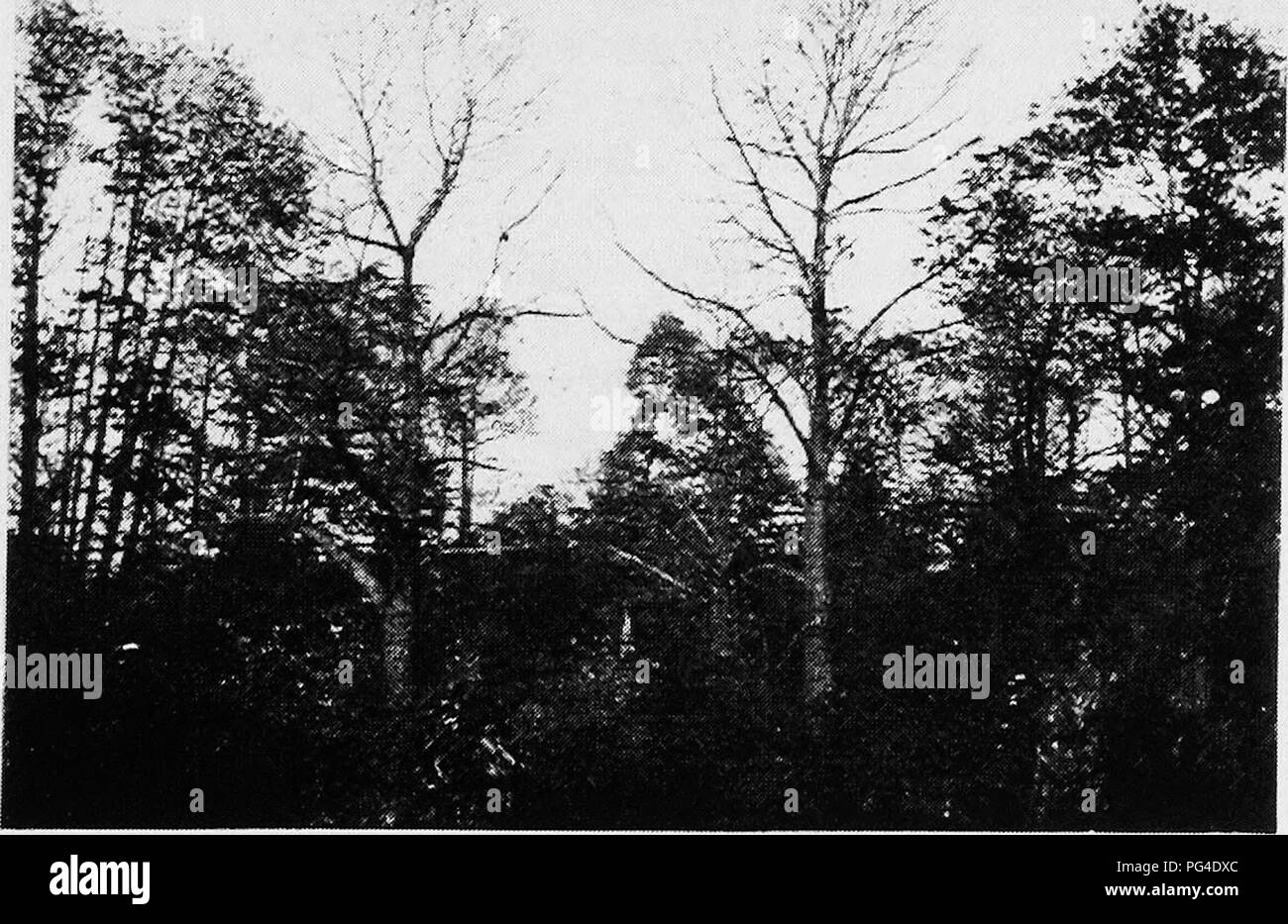 Woodlots Black and White Stock Photos & Images Alamy