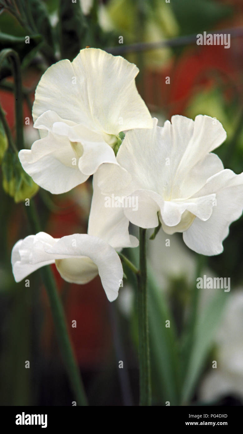 Sweet pea Dancing Queen (Lathyrus odoratus) flowers Stock Photo