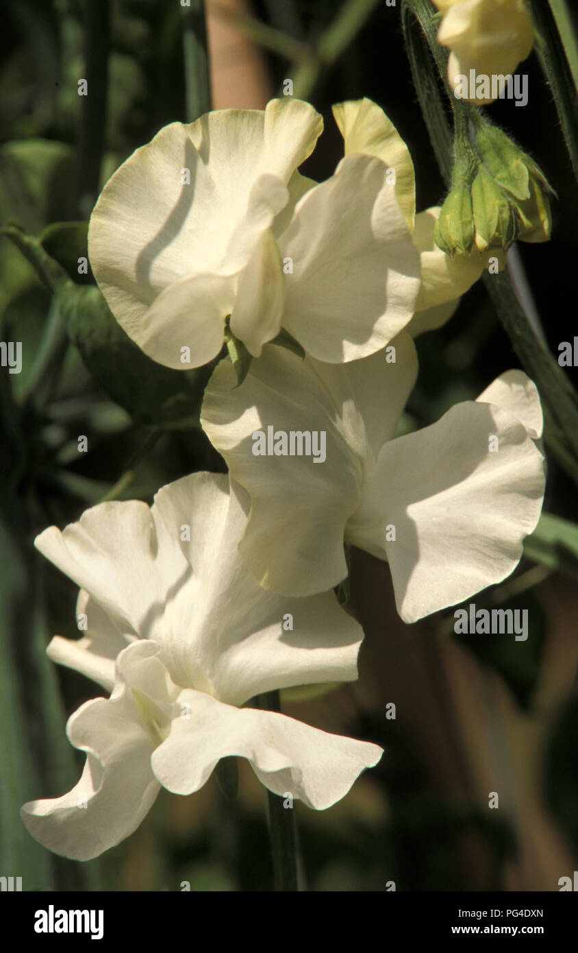 Sweet pea Dancing Queen (Lathyrus odoratus) flowers Stock Photo