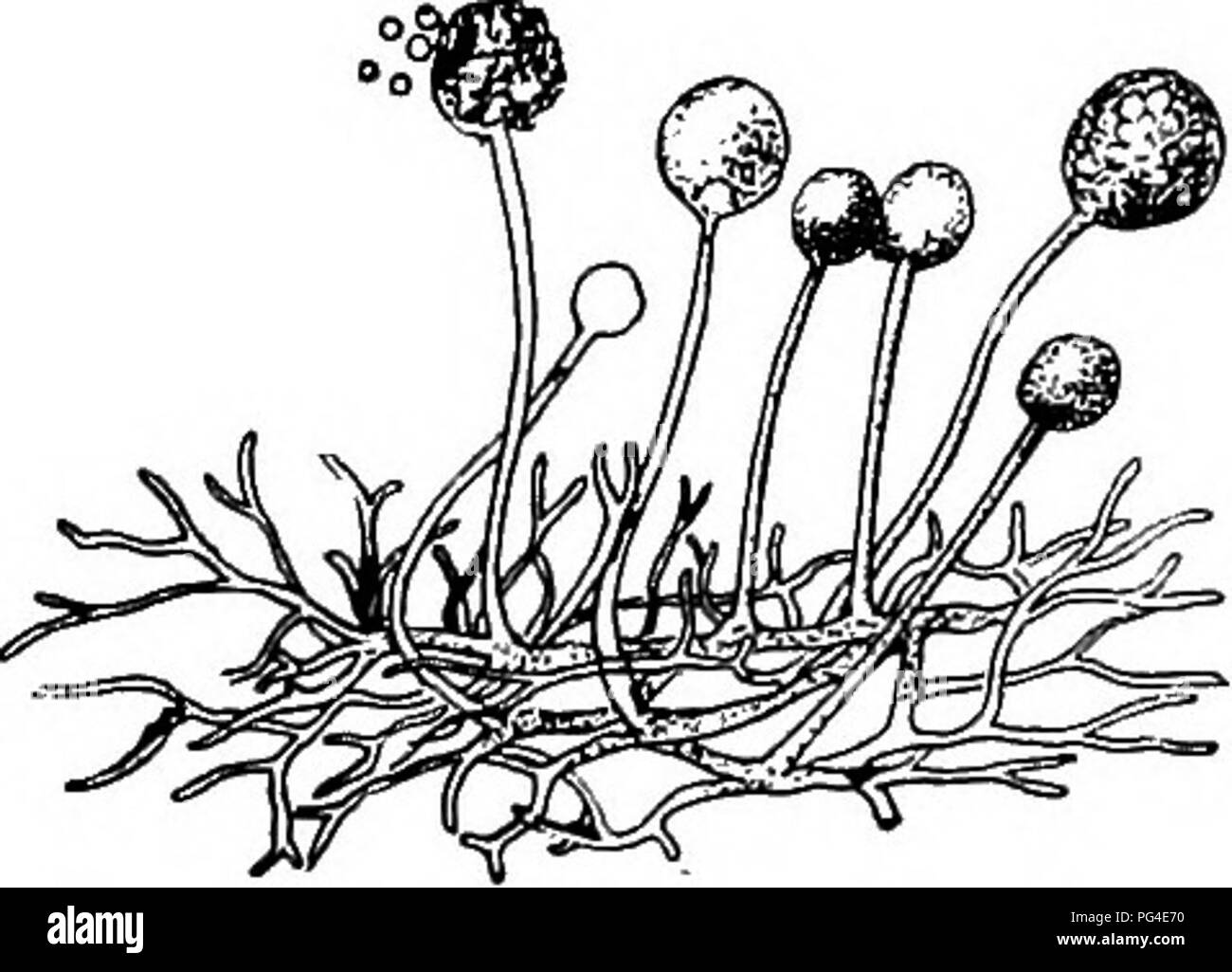 . A text-book of mycology and plant pathology . Plant diseases; Fungi in agriculture; Plant diseases; Fungi. CHAPTER V CHARACTERISTICS OF THE TRUE FUNGI CLASS III. EUMYCETES The true fungi or hyphomycetes {iKpri, a web + yuu/cTjs, a mushroom; are thallophytes in which the thallus, as the Greek derivation implies consists of a system of threads {kyphm) which form a cobwebby struc- ture known as the mycelium (Eig. ii). A single thread of the myceliurr is an hypha (plural hyphae) and a hypha may be unicellular, or multi- cellular. All true fungi are colorless, that is they are chlorophylless and  Stock Photo