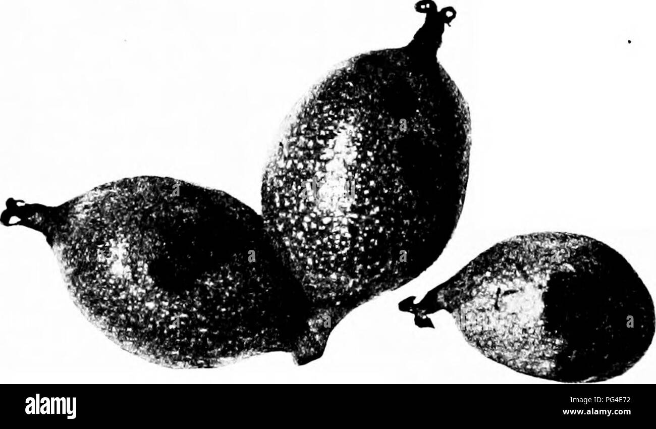 . Diseases of economic plants . Plant diseases. 450 DISEASES OF ECONOMIC PLANTS upon the Pacific coast, where it often causes a loss of 50 per cent of the crop. It may be recognized as black cankered spots upon the young nuts, which fall prematurely, or by similar spots upon the young green shoots. In seasons favorable to bhght much of the terminal growth is killed and the succeeding crop is thereby reduced.. Fig. 100.—Dact3rial b:i;ht of walnvitj. .-^rter R. E. Smith. Two treatments with Bordeaux mixture, after thorough removal of diseased parts, have been known to prevent 50 per cent of the  Stock Photo