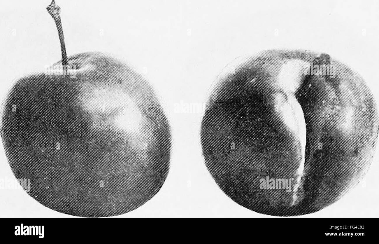 . The fruits of Ontario. Fruit-culture. 1905 FRUITS OF ONTARIO. 181 OGON, Somewhat irregular in size, but its earliness, just following Red June and Willard, make it of value to the plum grower. Origin: imported from Japan by H. H. Berger &amp; Co., of California. Tree: class Japan; habit spreading; fairly vigorous; fairly productive.. OnoN. Fruit : form roundish, irregular ; size medium ; color yellow ; bloom slight, whitish ; stem half an inch long in a deep narrow cavity; suture deep or shallow, half round; apex blunt. ..... Flesh : free ; color yellow ; texture firm, with a little juice ;  Stock Photo