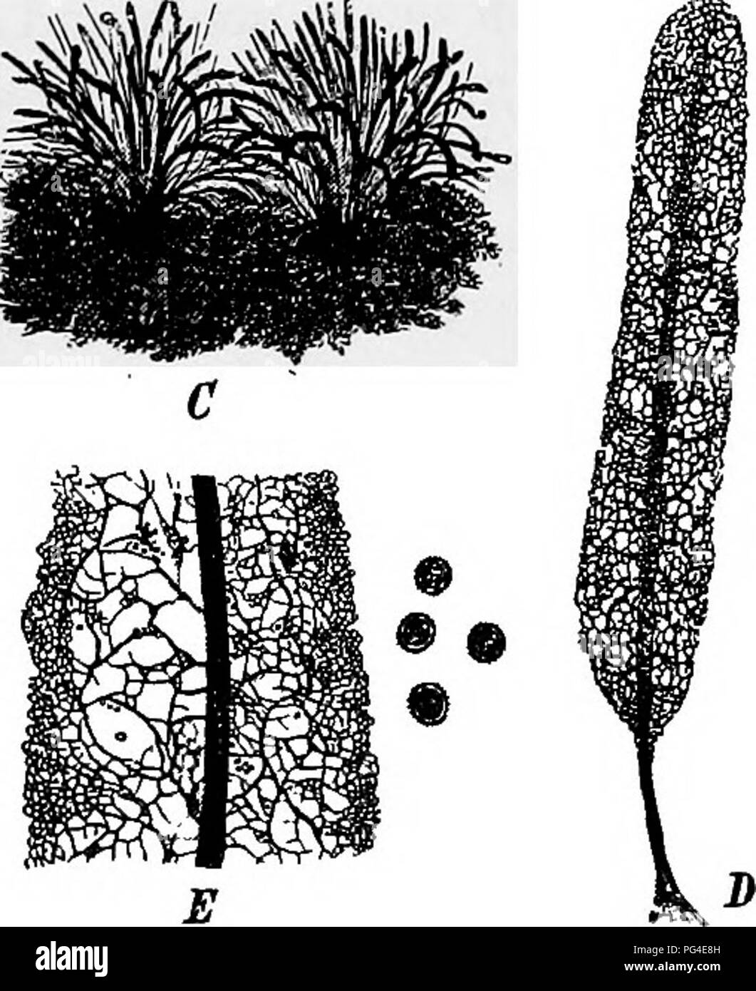 . A text-book of mycology and plant pathology . Plant diseases; Fungi in agriculture; Plant diseases; Fungi. 14 MYCOLOGY rather uniformly through the spore plasm and are of unequal size. Vacuoles are formed in a still further condensation of the sporangial protoplasm and each of these apparent vacuoles is pierced by a capilli- tial thread which runs through its central axis. Droplets of water are formed along the capilUtial thread as a still further evidence of water extrusion. Cleavage planes now appear at the periphery of the mass of sporangial protoplasm and progress inwardly toward the cen Stock Photo