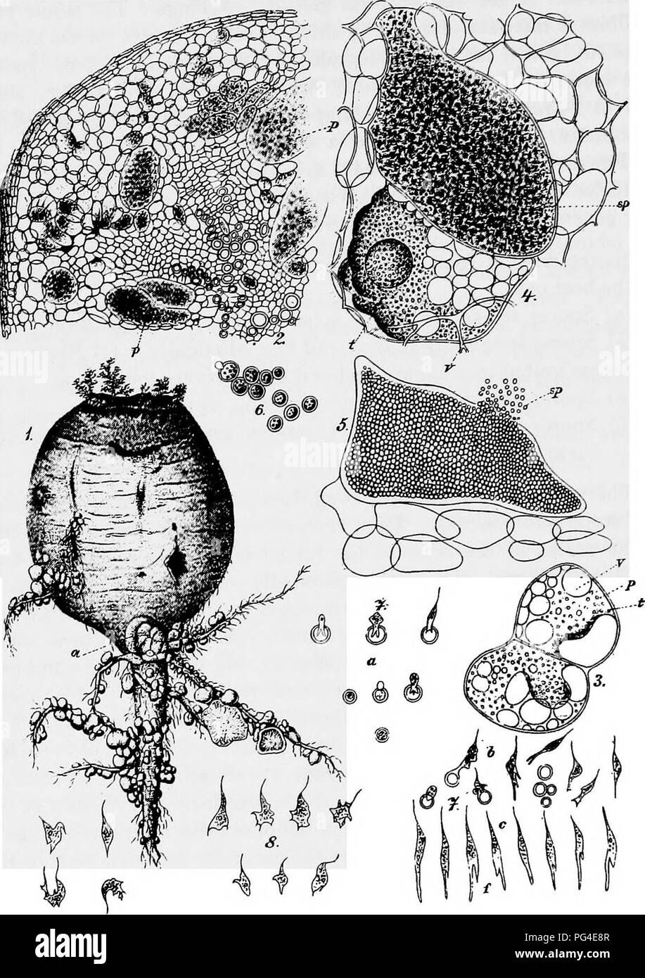 . A text-book of mycology and plant pathology . Plant diseases; Fungi in agriculture; Plant diseases; Fungi. lO MYCOLOGY. Fig. I.—Club-root of cabbage, Plasmodiophora brassica. i, Turnip with club- root; 2, section of cabbage root with parenchyma cells filled with slime mould; 3, isolated parenchyma cell, (») vacuole, (0 oil-drops in Plasmodium, {p) Plasmodium; 4, lower cell with Plasmodium, upper cell with spores developing; 5, parenchyma cell with ripe spores; 6, isolated ripe spores; 7, germinating spores; 8, myxamoeba. (Figs. 2-8, cfter Woronin in Soraucr Ilandhuch dcr Pflanzenkrankheiten. Stock Photo