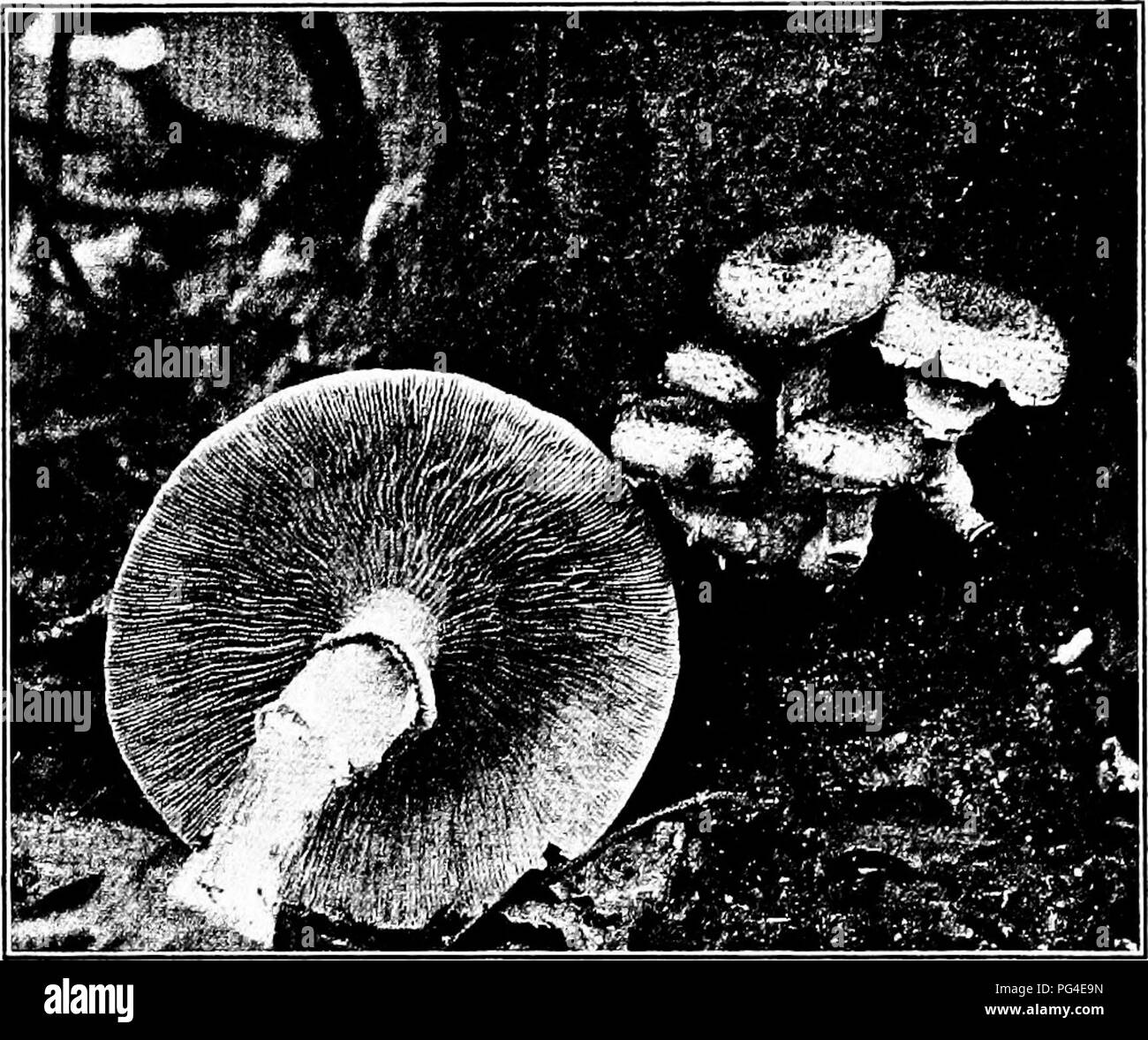 . Diseases of economic plants . Plant diseases. TREES AND TIMBER 425 soil by means of the fine roots and infect neighboring trees. Upon newly cleared land diseased roots of forest trees may be a source of infection to fruit trees subsequently grown thereon. Polyporose (Polyporus versicolor). See p. 429.. Fig. 184.—.Armillaria mellea attacking a tree. After Freeman. Red rot (Fomes annosus Ft.). — Though not very de- structive in this country, this fungus has been found on many of the pines, where it brings about a red rot of the root system, which ultimately results in the death of an affected  Stock Photo