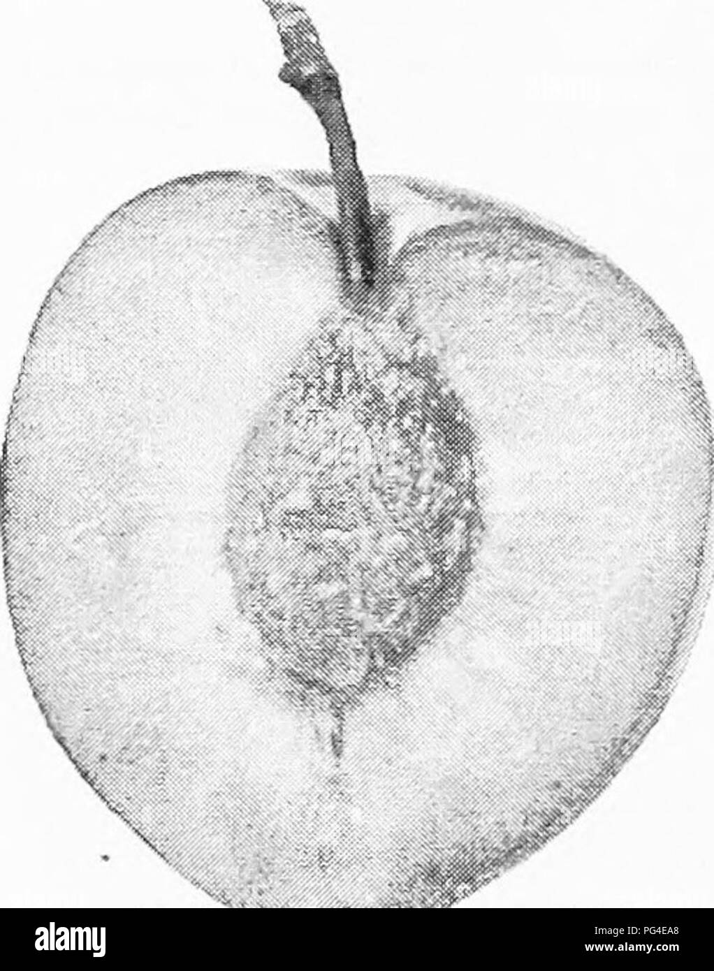 . The fruits of Ontario. Fruit-culture. 172 REPORT ON THE No. 2i CHABOT {Yelloiv Japan, Bailey.) This is the best Japan plum of its season, which is about two weeks later than Burbank. Origin: imported from Japan by Mr. Chabot, of Berkeley, Cal., and introduced to the trade by Mr. Luther Burbank in the year 1896. Tree : very vigorous, head fine, large, symmetrical ; productive ; an early bearer. Fruit ; medium to large for a Japan plum ; form oblong-conical, almost heart shaped ; color red, with pinkish bloom and numerous minute yellowish specks ; stem three-quarters of an inch long, stout; ap Stock Photo