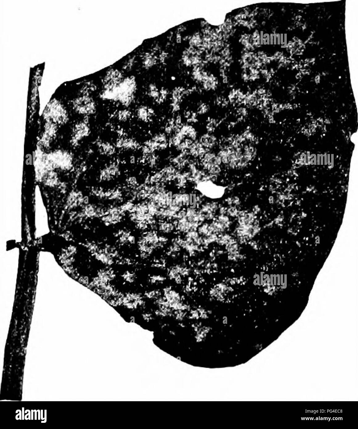 This work discusses plant diseases affecting economically important crops, focusing on the southern U.S. and the impact on cowpea crops. The book highlights the importance of using resistant varieties, such as the iron cowpea, to combat disease. Stock Photo