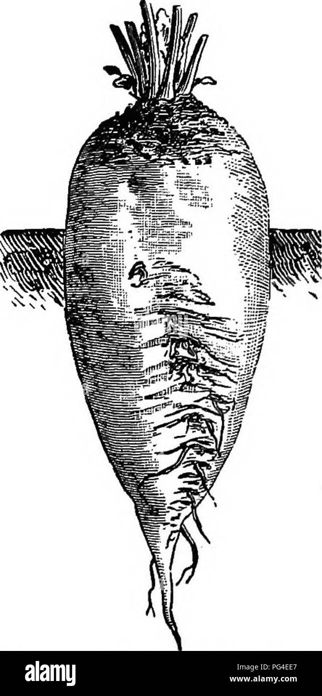 . The sugar beet including a history of the beet sugar industry in