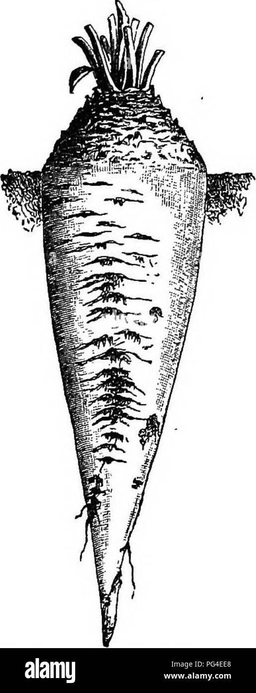 . The sugar beet including a history of the beet sugar industry in
