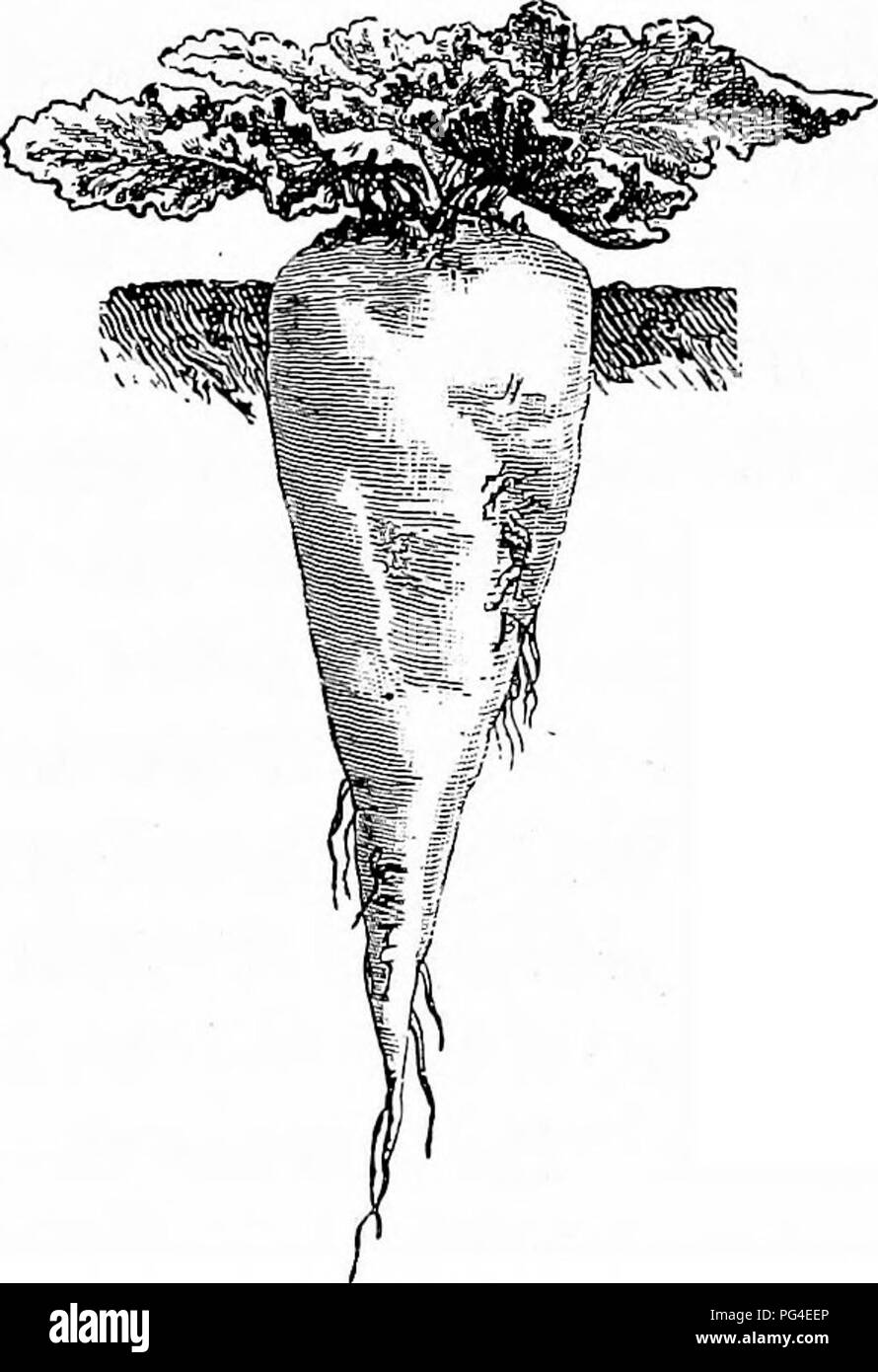 . The sugar beet including a history of the beet sugar industry in