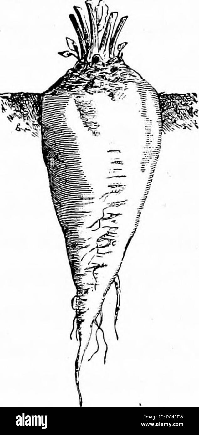 . The sugar beet including a history of the beet sugar industry in