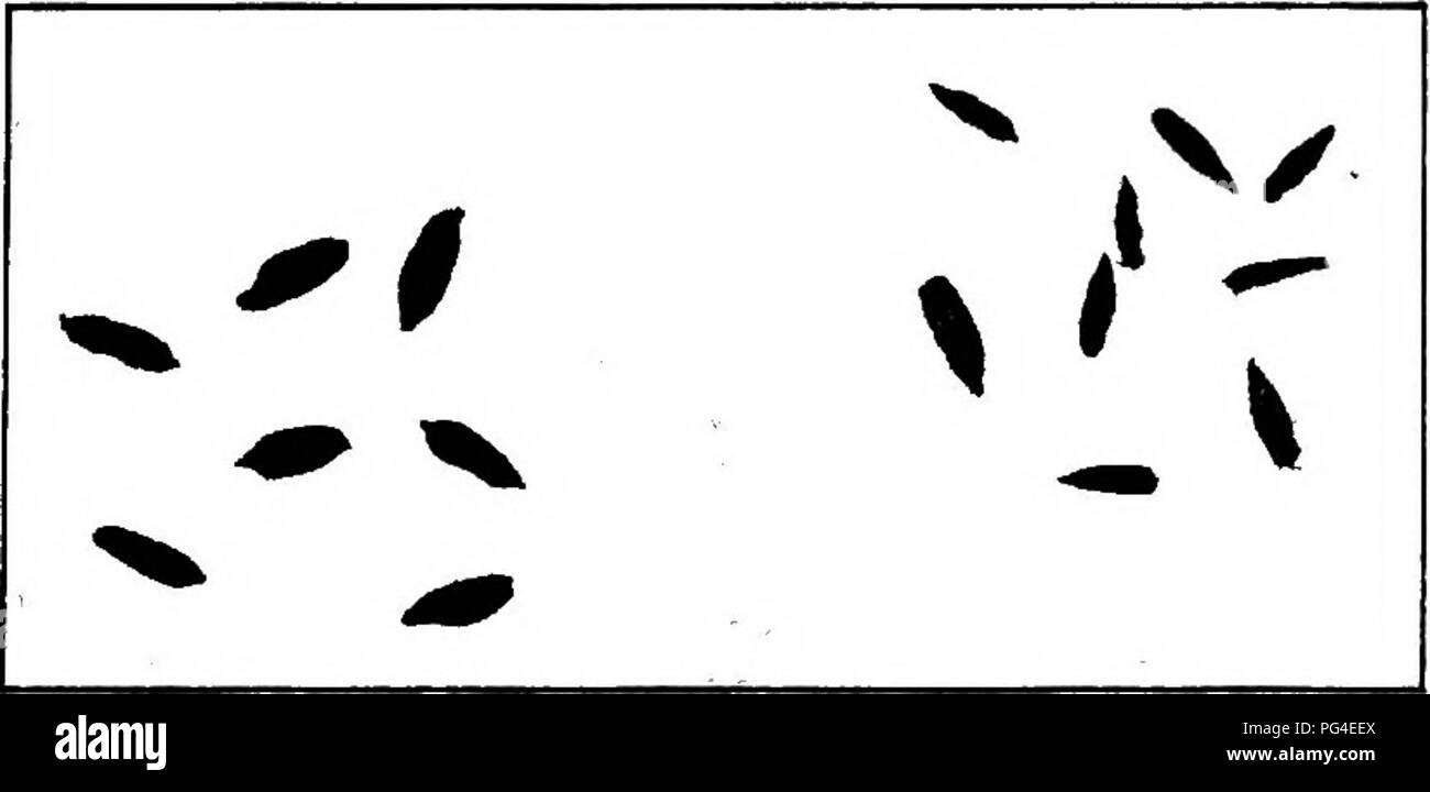 . Diseases of economic plants . Plant diseases. Fig. 156.—Basal portion of rye plant showing anthrac- nose upon stem and leaf sheath. After Manns.. FlQ. 157. — Normal rye kernels and shriveled ones due to antliracnoae. After Manns.. Please note that these images are extracted from scanned page images that may have been digitally enhanced for readability - coloration and appearance of these illustrations may not perfectly resemble the original work.. Stevens, Frank Lincoln, 1871-1934; Hall, John Galentine, 1870-. New York : Macmillan Stock Photo
