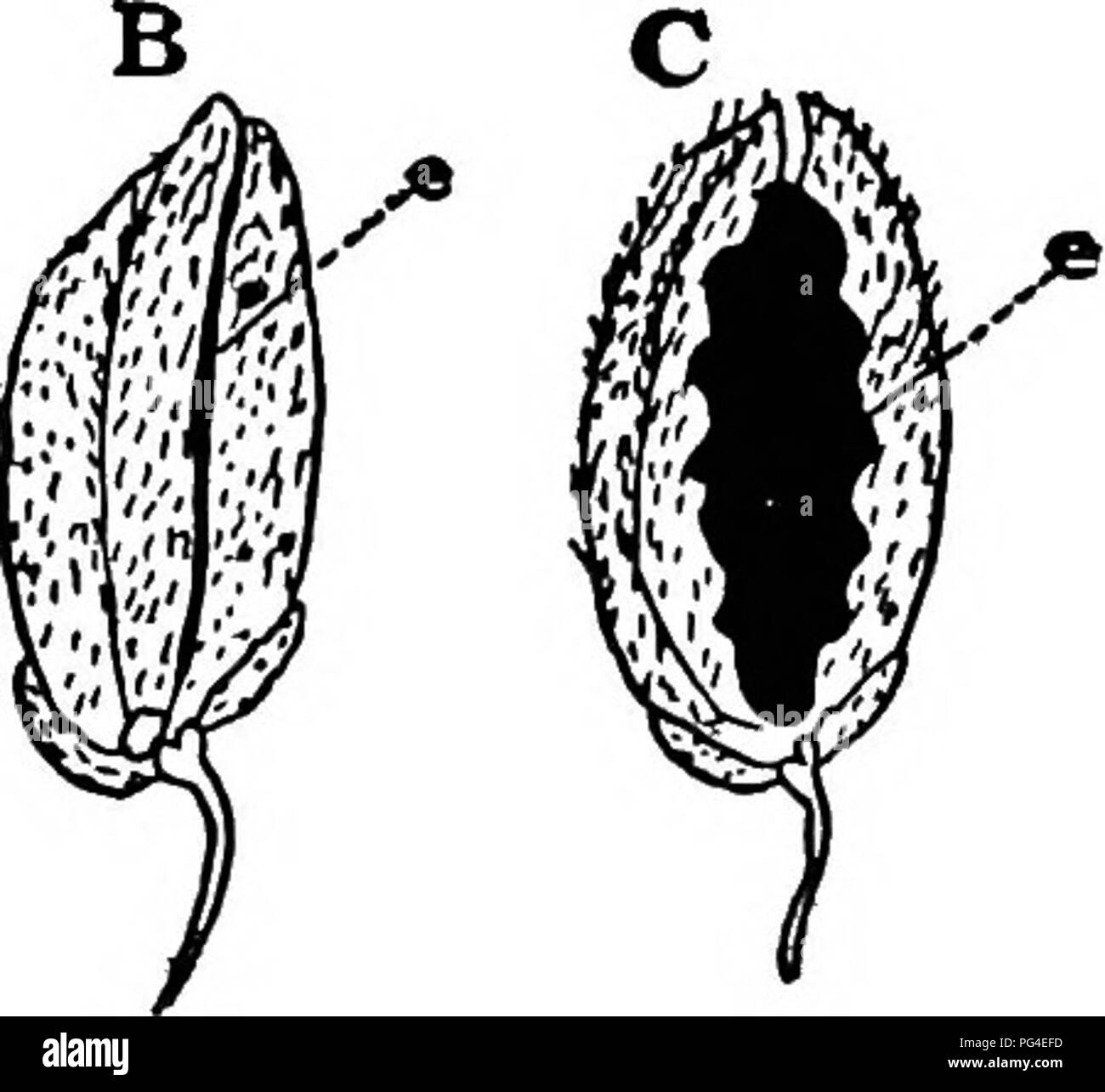 . Diseases of economic plants . Plant diseases. 356 DISEASES OF ECONOMIC PLANTS The smut closely resembles the stinking smut of wheat. The affected ovaries or grains are transformed into stilm masses which remain within the glumes, and so resemble the normal grains as to often be mistaken for them. The fungous mycelium grows within the stem tissue of the diseased plant, and, as is the case with wheat bunt, infection prob- ably occurs in the seedling stage, and the fungus remains un-. FiG. 153.—Three rice spikeleta : A, normal : 5. smutted ; C, glumes partly torn away exposing the spore mass. A Stock Photo