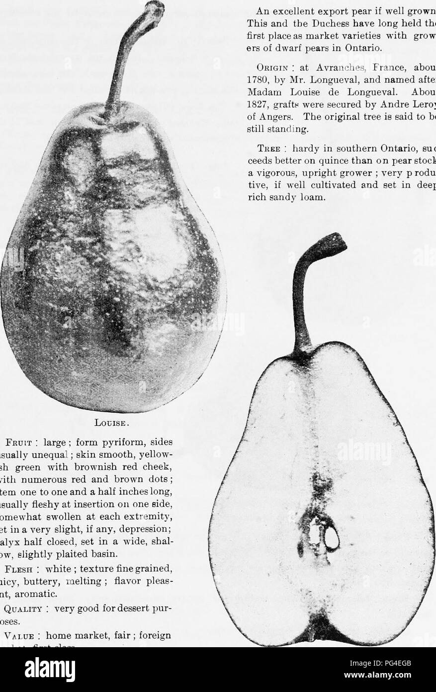 . The fruits of Ontario. Fruit-culture. 1905 FRUITS OF ONTARIO. 151 LOUISE {Louise Bonne de Jersey).. An excellent export pear if well grown. This and the Duchess have long held the first place as market varieties with grow- ers of dwarf pears in Ontario. Origin : at Avranches, France, about 1780, by Mr. Longueval, and named after Madam Louise de Longueval. About 1827, grafts were secured by Andre Leroy of Angers. The original tree is said to be still standing. Tree : hardy in southern Ontario, suc- ceeds better on quince than on pear stock ; a vigorous, upright grower ; very p reduc- tive, if Stock Photo