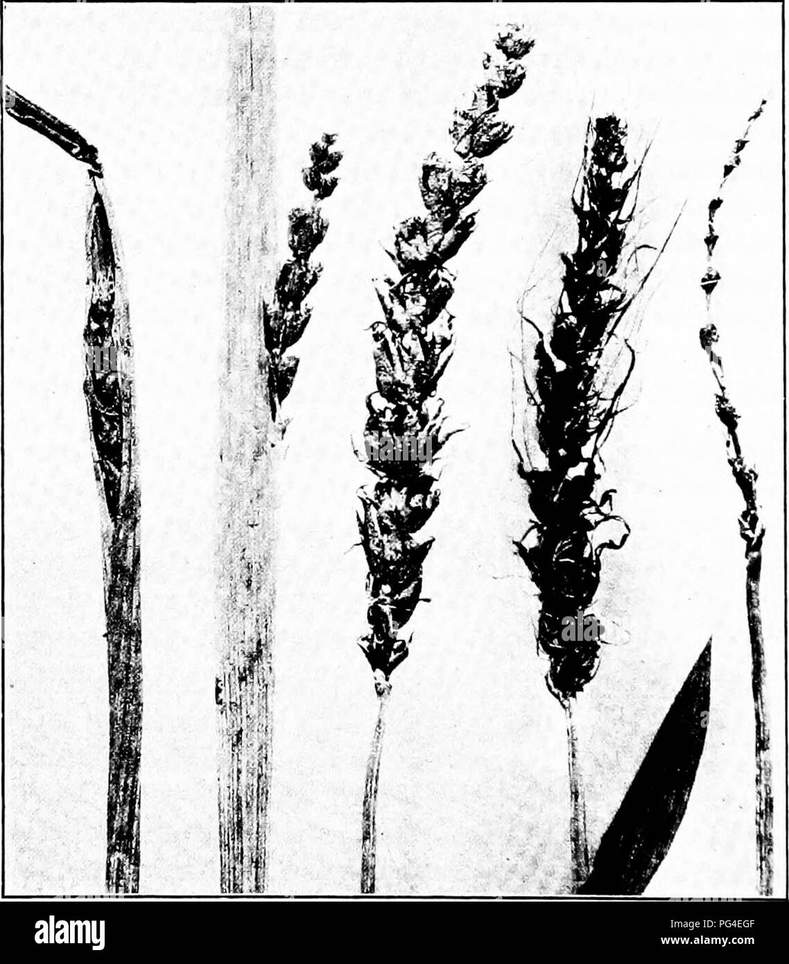 . Diseases of economic plants . Plant diseases. 328 DISEASES OF ECONOMIC PLANTS and is present to some extent in most fields of this country, though often unnoticed on account of the early season of. Fig. 139. — Loose smut of barley in various stages of development. After Johnson. its development, and its absence at harvest time. Every spikelet of the smutted head is usually affected and entirely. Please note that these images are extracted from scanned page images that may have been digitally enhanced for readability - coloration and appearance of these illustrations may not perfectly resembl Stock Photo
