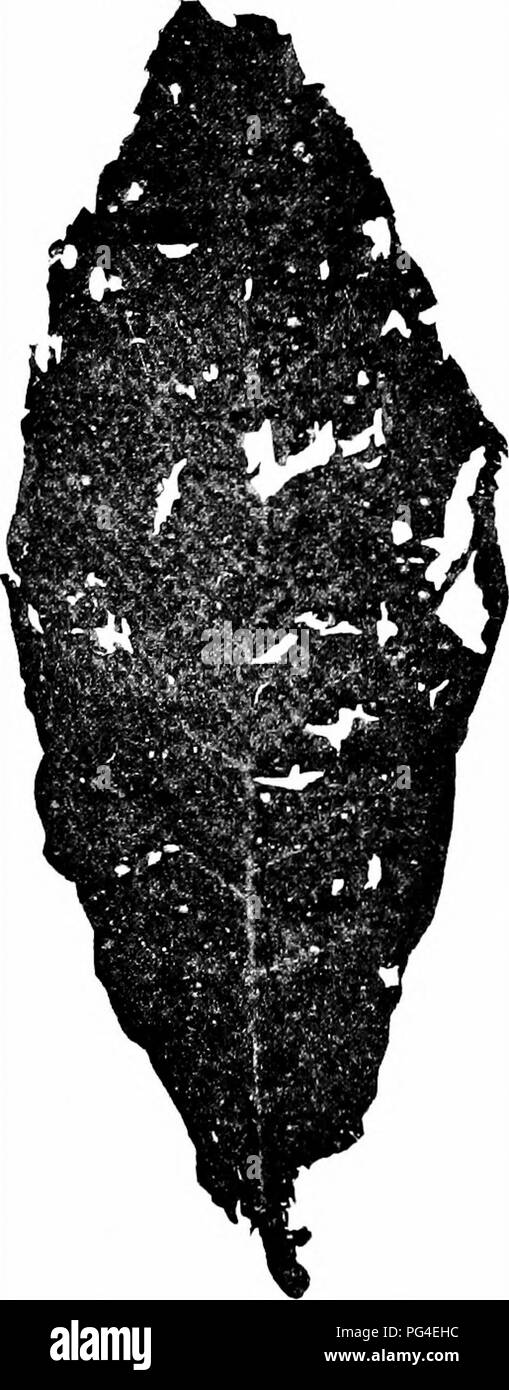 . Diseases of economic plants . Plant diseases. 304 DISEASES OF ECONOMIC PLANTS. Fig. 133.—Tobacco leaf showing leaf spot (cercosporose). After Conn. Exp. Sta. The disease was first described hy Sturgis' from specimens sent from South Carolina. It was then very destructive, practically ruining the crop. A damage of $1000 to one crop alone was noted. It has since con- tinued as a troublesome pest. The use of Bordeaux early in the season is per- missible and advanta- geous. White speck {Macro- sporium tabacinum Ell. &amp; Ev.). — White speck con- sists of small, circular spots, rusty red or brow Stock Photo