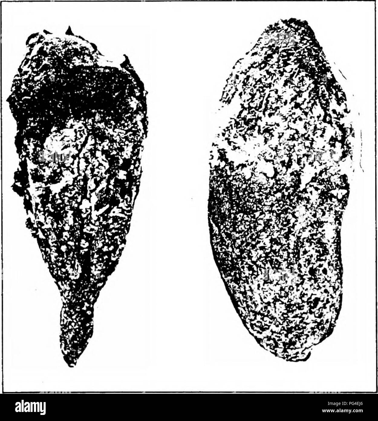 Tuber rot Black and White Stock Photos & Images - Alamy