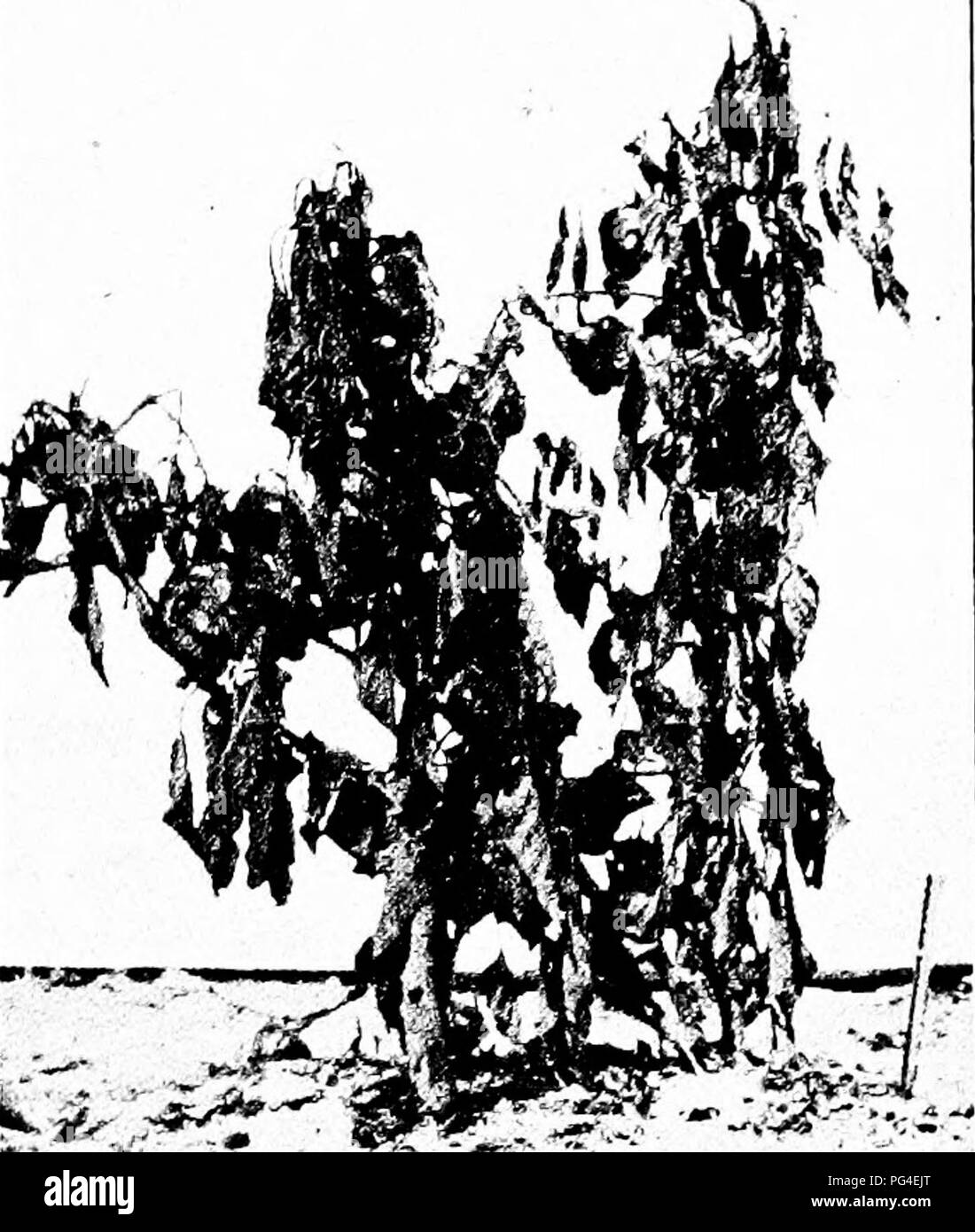 . Diseases of economic plants . Plant diseases. VEGETABLE AND FIELD CHOPS 261 Upon the diseased spots are fine mycelial strands, es- pecially abundant under humid conditions. Soon these strands aggregate into tufts which round off, become hard. Fig. 117. — Pepper plant showing wilt (sclerotiose). .fter Fulton. and smooth, and change from white to yellow, and finally to dark brown. These bodies, the sclerotia, are about as large as a mustard seed. Attacks usually begin when the pods are forming and continue through the season.. Please note that these images are extracted from scanned page imag Stock Photo