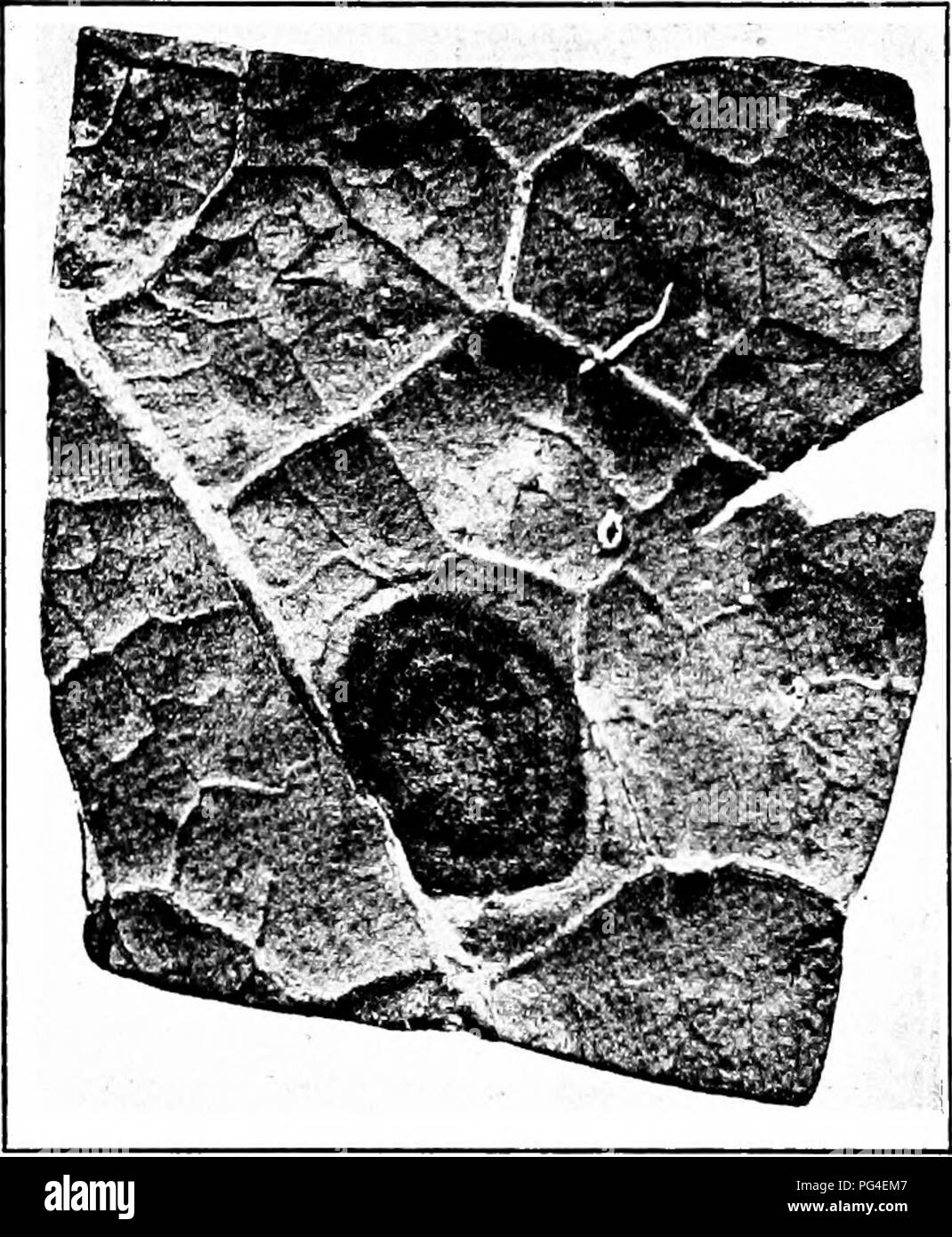 . Diseases of economic plants . Plant diseases. 230 DISEASES OF ECONOMIC PLANTS Black mold (Alternaria Brassicoe (Berk.) Sacc). — The affected spots are nearly black, marked concentrically, are circular, and are not definitely bordered, i.e., they shade off gradually into the surrounding healthy tissue.. Fig. 108. — Collard black mold as seen from upper side of the leaf. Original. They enlarge sometimes to 2-3 cm. in diameter. The tissue dries, becomes brittle, and often falls away, leaving ragged holes. The general appearance of the spot as seen from above is pale green; as seen from the lowe Stock Photo