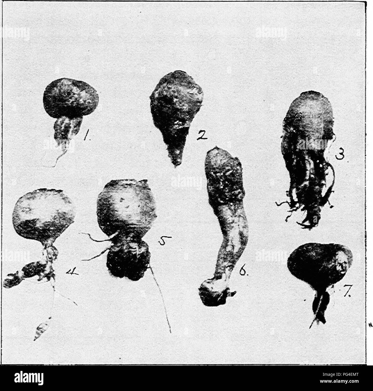 . Minnesota plant diseases. Plant diseases. Minnesota Plant Diseases. 345 Club-root of cabbage, radish, turnip and other cruciferous plants (Plasmodiophora brassicae Wor.). This disease is not un- common in Minnesota but the exact extent of its distribution is not known. The cause of the disease is not a true fungus but is a slime mold or fungus animal. It forms no fungus threads but produces spores somewhat similar to those of the true fungi. The spores gain entrance to the host plant, usually in the root region though the parasite may also exist in the leaf.. Fig. 179.—Club-root of turnips.  Stock Photo