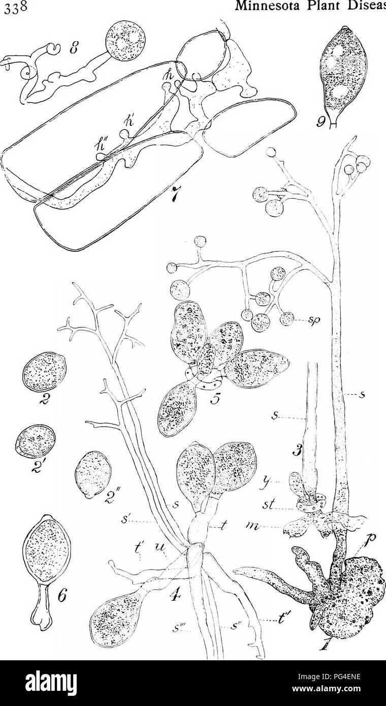 . Minnesota plant diseases. Plant diseases. Minnesota Plant Diseases-. FiG. 171.—Downy mildew of melons and cucumbers. 1. A spore-bearing thread; sp. young spores; 2, 2' and 2&quot;, mature spores of the ordinary form. 3. Spore-bearing thread emerging from an air-pore on a leaf. 4. A cluster of spore-bearing threads taken from a cucumber leaf in dry weather, t, unusual types of spore-bearing threads and spores. 6. A short stalked spore from a muskmelon leaf. 7. Cells of a cucumber leaf with the fungus mycelium between them; sucker threads h, h' and h&quot;. 8. An unusual type of spore from the Stock Photo