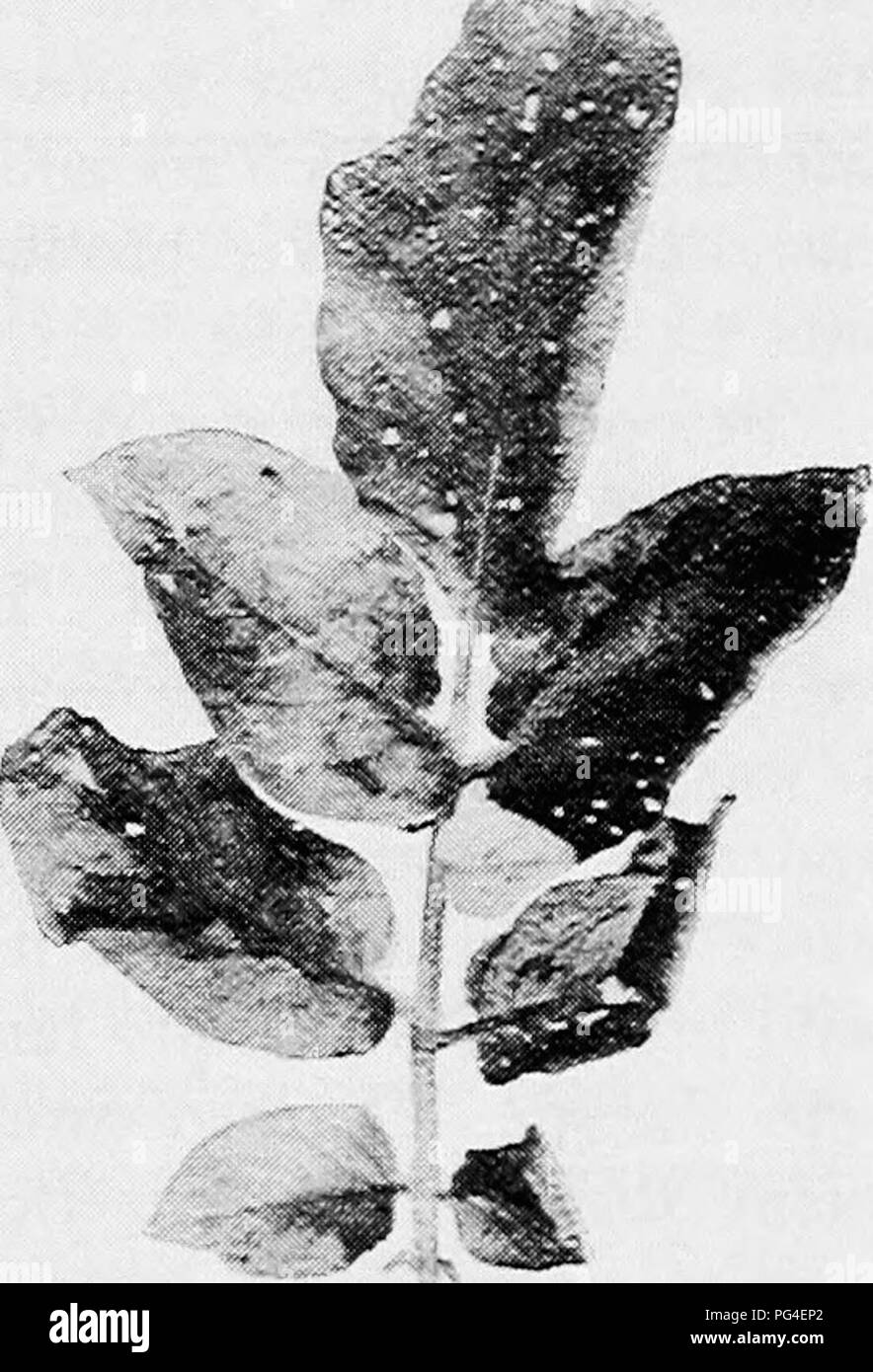 . Minnesota plant diseases. Plant diseases. Fig. 16S.—Potato blight. Early stages of the blight on the leaves. After Clinton. usually much branched, so that a miniature bush-like structure is produced and each branch terminates in a spore. These spores, as is true for most of the downy mildews, are in reality spore cases, for when placed in water they later give rise to a large number of swimming spores. When the latter come to rest they germinate into a tube which causes infection of the host plant. As far as is known at present, no winter spores are produced. The mycelium, however, is capabl Stock Photo