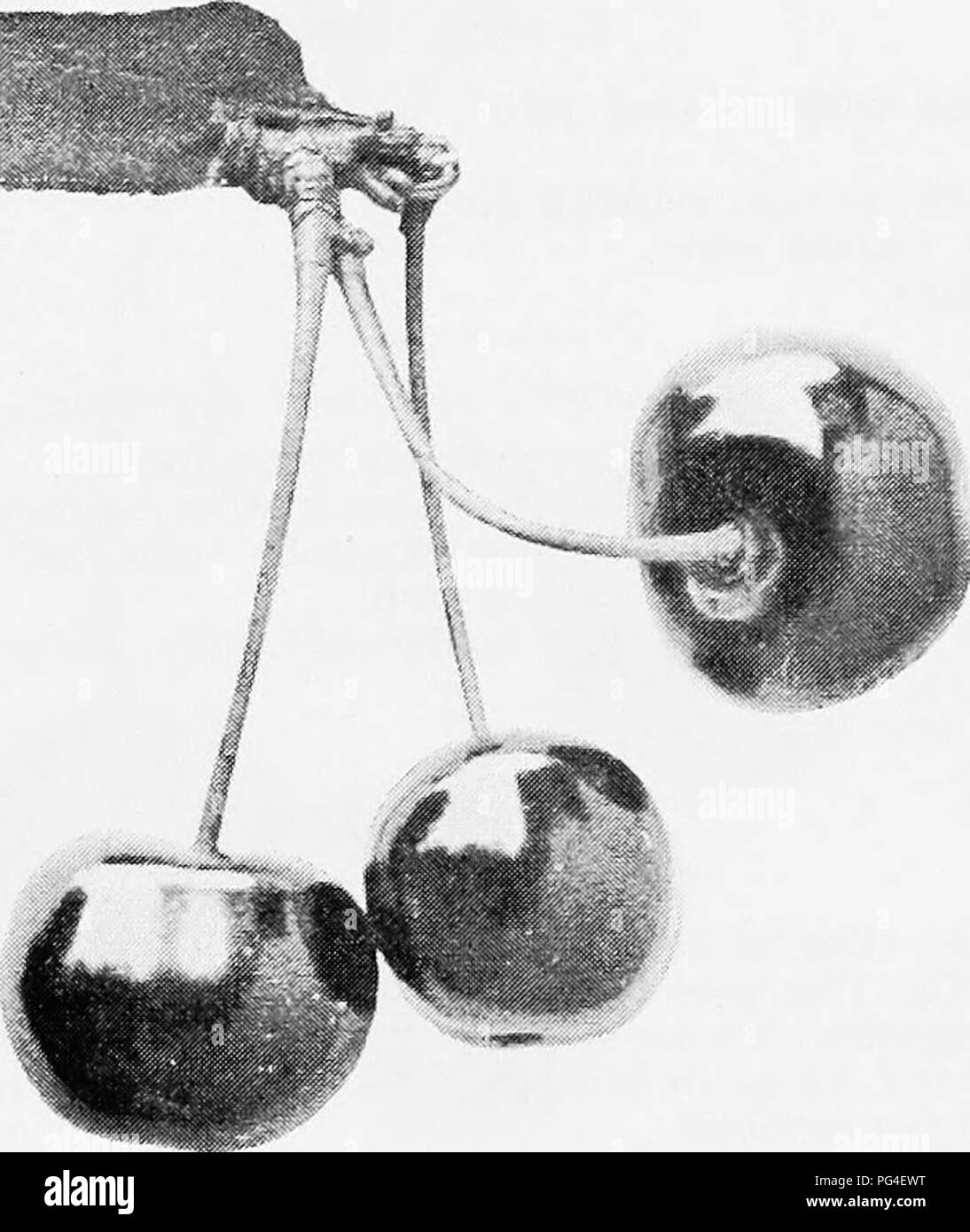 This work discusses the cultivation of fruits in Ontario, including the Bigarreau cherry. It highlights the variety's characteristics, including its ripening season, productivity, and susceptibility to rot, along with general fruit tree care and management practices. Stock Photo