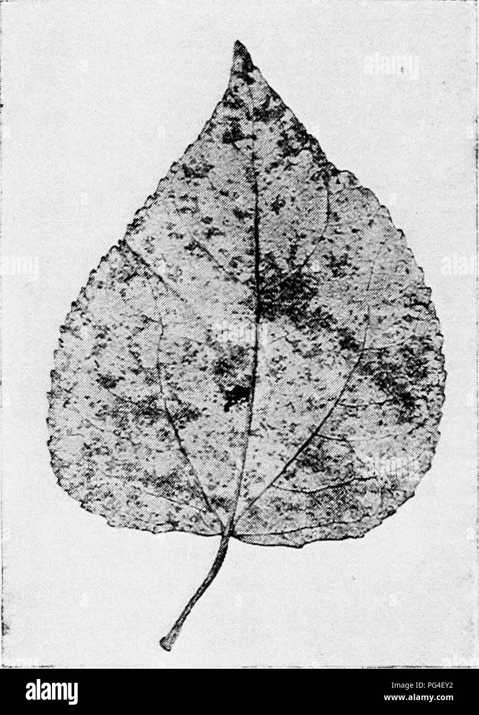 Silver Leaf Disease High Resolution Stock Photography And Images Alamy Silver Leaf Disease High Resolution Stock Photography And Images Alamy