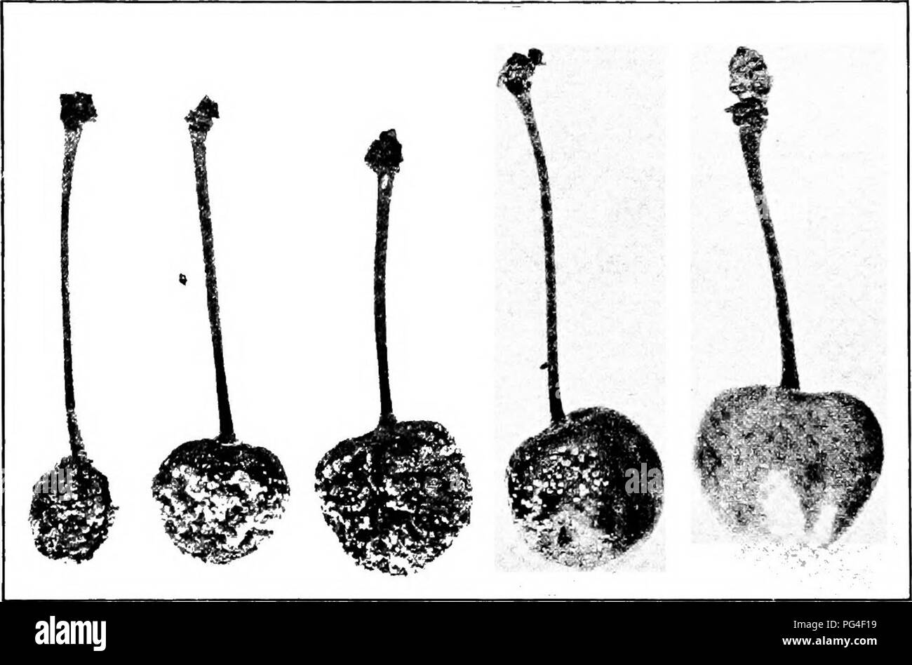 . Diseases of economic plants . Plant diseases. 118 DISEASES OF ECONOMIC PLANTS The results are shown in the accompanying figures. The trees, located in Illinois, were sprayed May 20, June 20, and July 17, the first spra3ang being about a month after blooming, the second just after picking.. Fig. 52. — Brown rot (sclerotiniose) showing various stages of decay. After Clinton. Rust. See peach. Black knot {Plowrightia morbosa (Schw.) Sacc). — As upon the plum, this knot causes serious injury to the cherry. In some sections it has spread to the wild cherry and plum trees in such abundance as to re Stock Photo