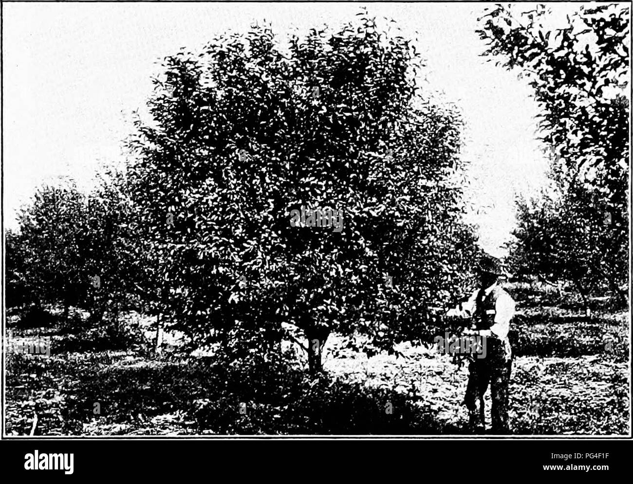 . Diseases of economic plants . Plant diseases. DRUPACEOUS FRUITS 117 $25,000. This disease is identical with that of the plum, but since the spraying mixture adheres to the fruit, it cannot be applied on to the plum without injury to the market value of the product. Spraying as for plum leaf spot with. Fig. 51. — Cherry tree from same orchard sprayed with self-boiled lime-sulphur to control leaf spot. After Scott. such modifications as are needed to avoid spotting the fruit is the only recourse. Recent experiments by Scott' showed that the self-boiled lime-sulphur wash (10-10-50), the factory Stock Photo