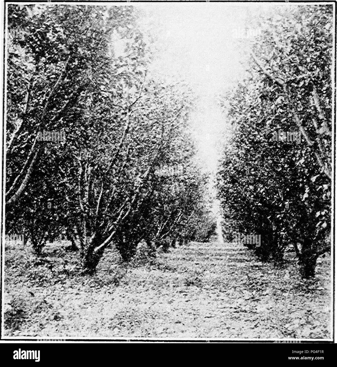 . Beginners' guide to fruit growing : a simple statement of the elementary practices of propagation, planting, culture, fertilization, pruning, spraying, etc. Fruit-culture. I02 BEGINNERS GUIDE TO FRUIT GROWING fertilizer than apples. Any treatment which serves to force them into vigorous growth invites the attacks of pear blight. About the only practical treatment for this blight is to cut out and burn the blighted branches.. FIG. 52 PROFITABLE DWARF PEARS IN WESTERN NEW YORK PLUMS* So many different varieties and species of plums are in cultivation in America that it is hard to make *Those w Stock Photo