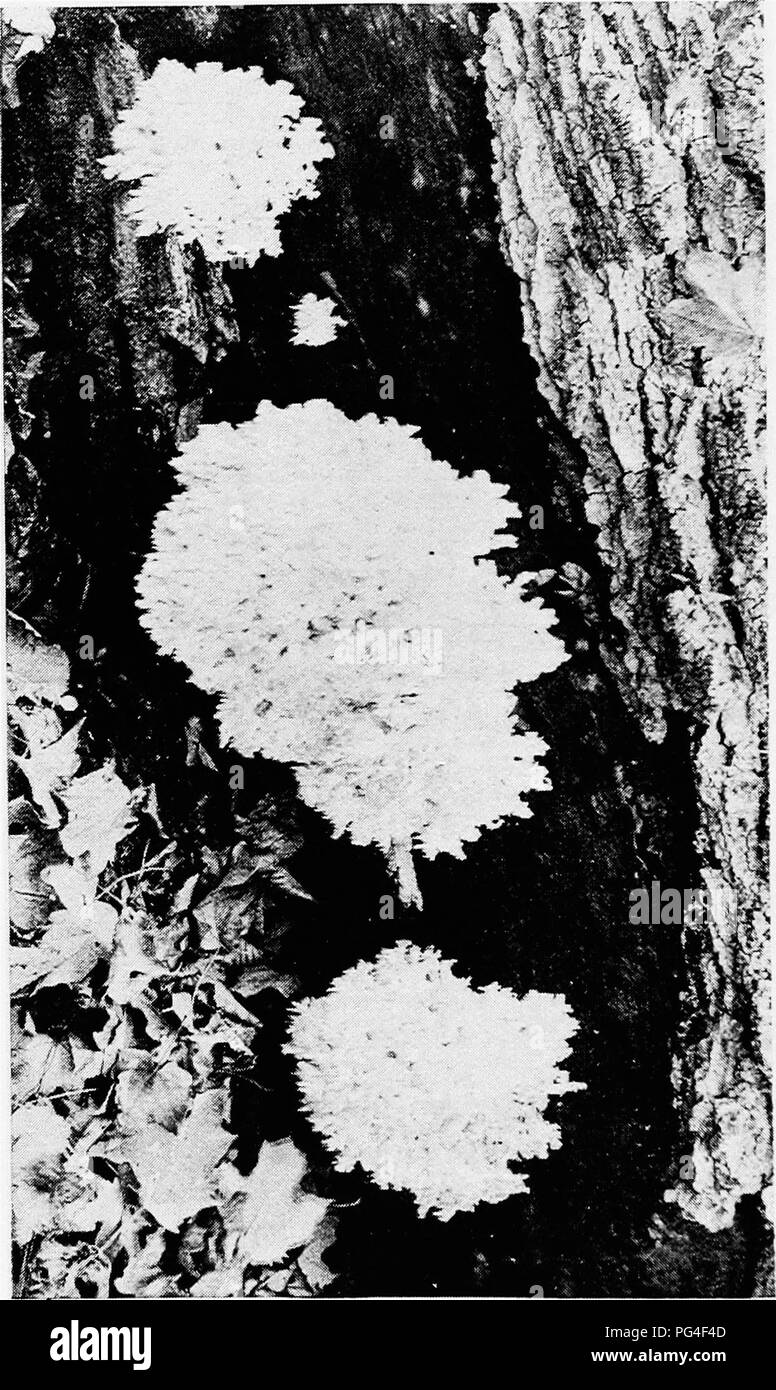 . Minnesota plant diseases. Plant diseases. 24&lt;6 Minnesota Plant Diseases.. Please note that these images are extracted from scanned page images that may have been digitally enhanced for readability - coloration and appearance of these illustrations may not perfectly resemble the original work.. Freeman, Edward Monroe, 1875-. Saint Paul, Minn. Stock Photo