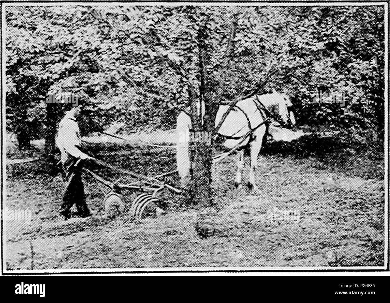 . Beginners' guide to fruit growing : a simple statement of the elementary practices of propagation, planting, culture, fertilization, pruning, spraying, etc. Fruit-culture. MANAGEMENT 43 for work under the trees. An adjustment which is often applied to disk harrows, spring-tooth harrows and smoothing harrows is a rigid middle section inserted so as to extend the two halves of the orig- inal implement out under the trees while allowing the horses to walk in the middle of the tree space. This is illustrated for the disk harrow in Figure 20. With such modern conveniences as these, it is possi-.  Stock Photo