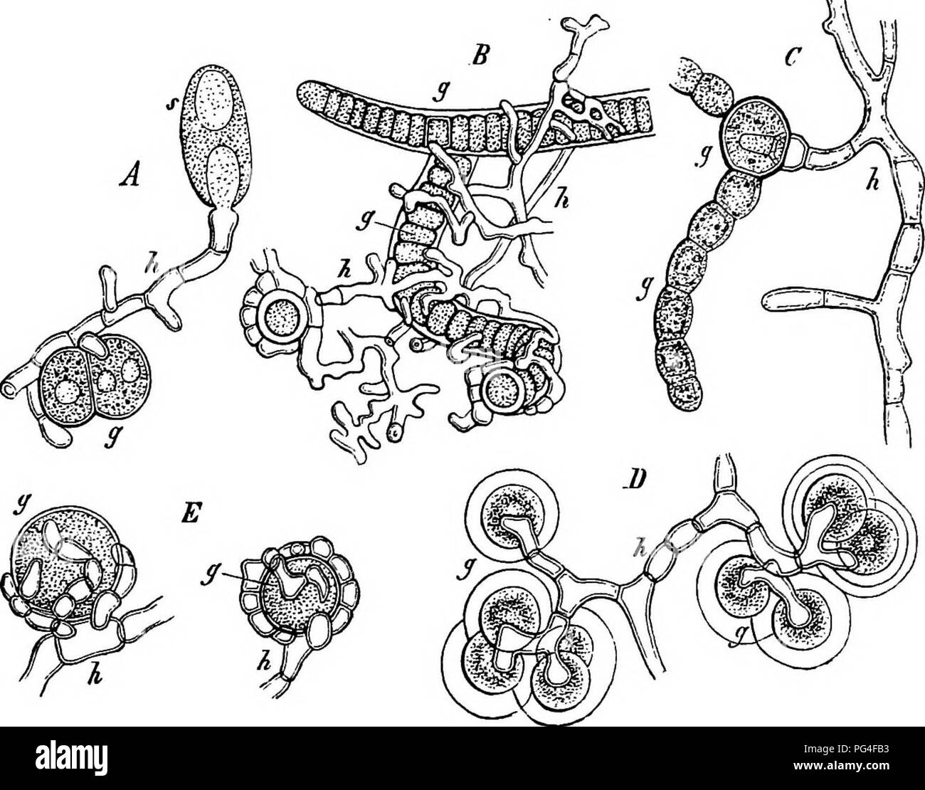 . Comparative morphology and biology of the fungi, mycetozoa and bacteria . Plant morphology; Fungi; Myxomycetes; Bacteriology. CHAPTER Vn.—PHENOMENA OF VEGETATION.—LICHENS. 397 hand the same species of Alga may serve as host to different species of Fungi, and serve accordingly as a component part in very different forms of thallus. The following list contains the genera and groups of Algae which are known to form Lichens; the reader is at the same time referred to Schwendener's and Bornet's special vi^orks and to some others also which will be named below, and to the general works on the Alga Stock Photo